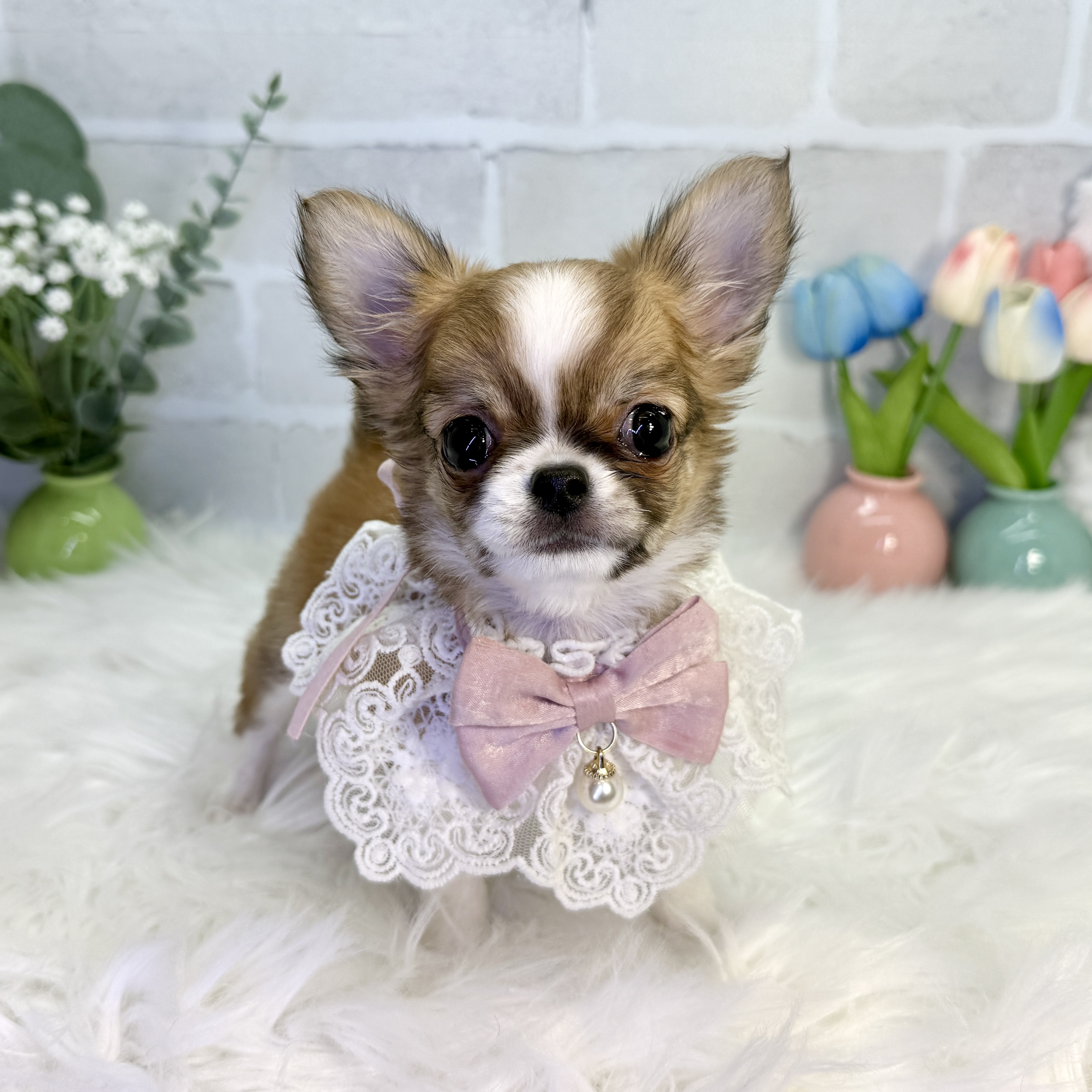 大阪府のチワワ(ロング) (ペッツワン高槻店/2025年10月31日生まれ/女の子/レッドホワイト)の子犬の2枚目の画像