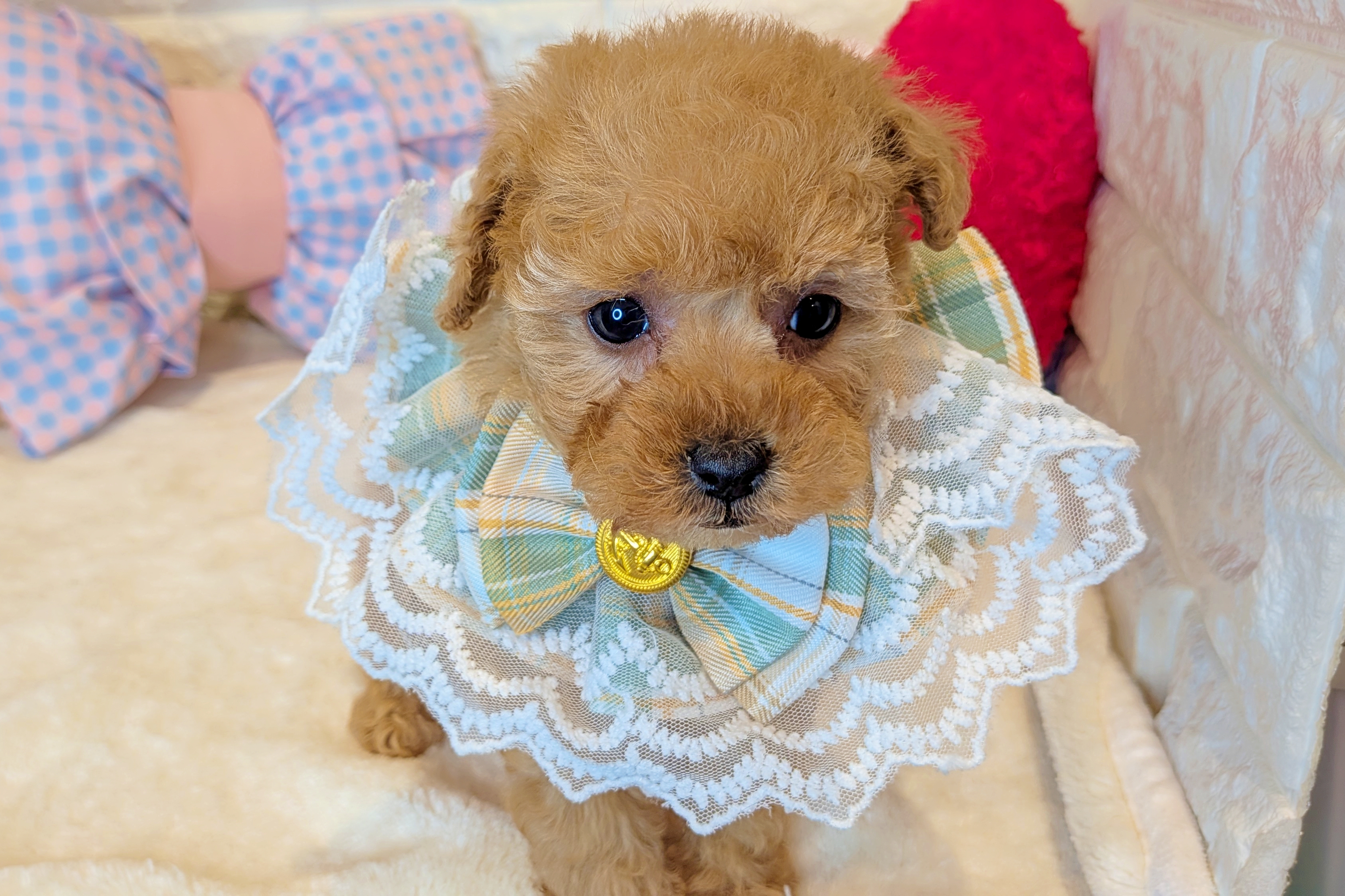 京都府のトイプードル(トイ) (ペッツワン亀岡店/2025年11月13日生まれ/女の子/オレンジフォーン)の子犬の1枚目の画像