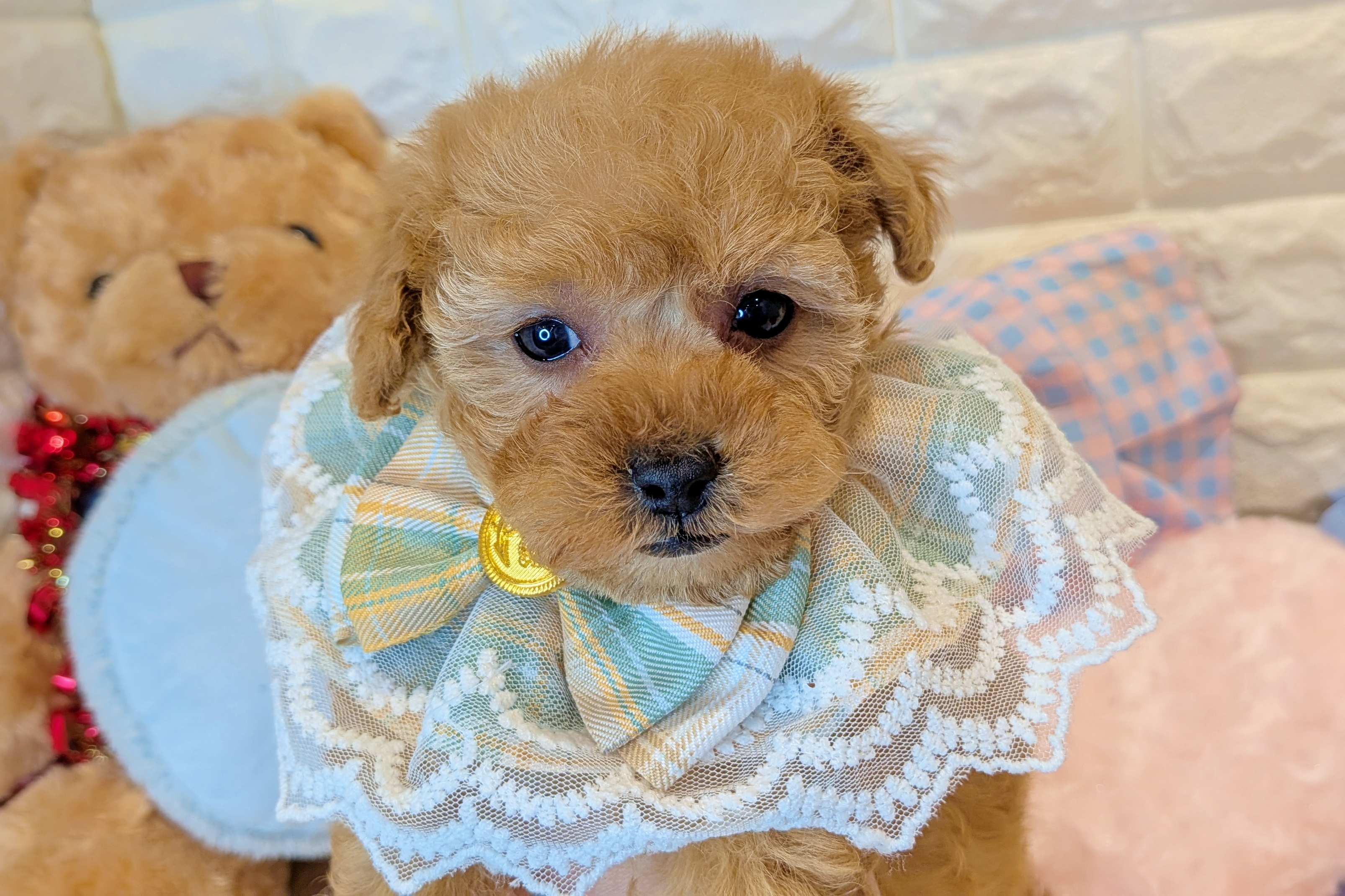 京都府のトイプードル(トイ) (ペッツワン亀岡店/2025年11月13日生まれ/女の子/オレンジフォーン)の子犬の2枚目の画像