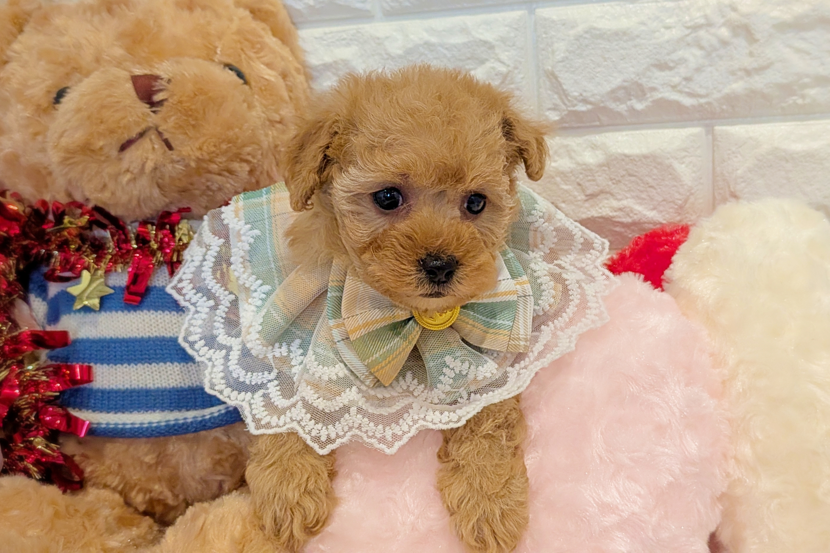 京都府のトイプードル(トイ) (ペッツワン亀岡店/2025年11月13日生まれ/女の子/オレンジフォーン)の子犬の3枚目の画像