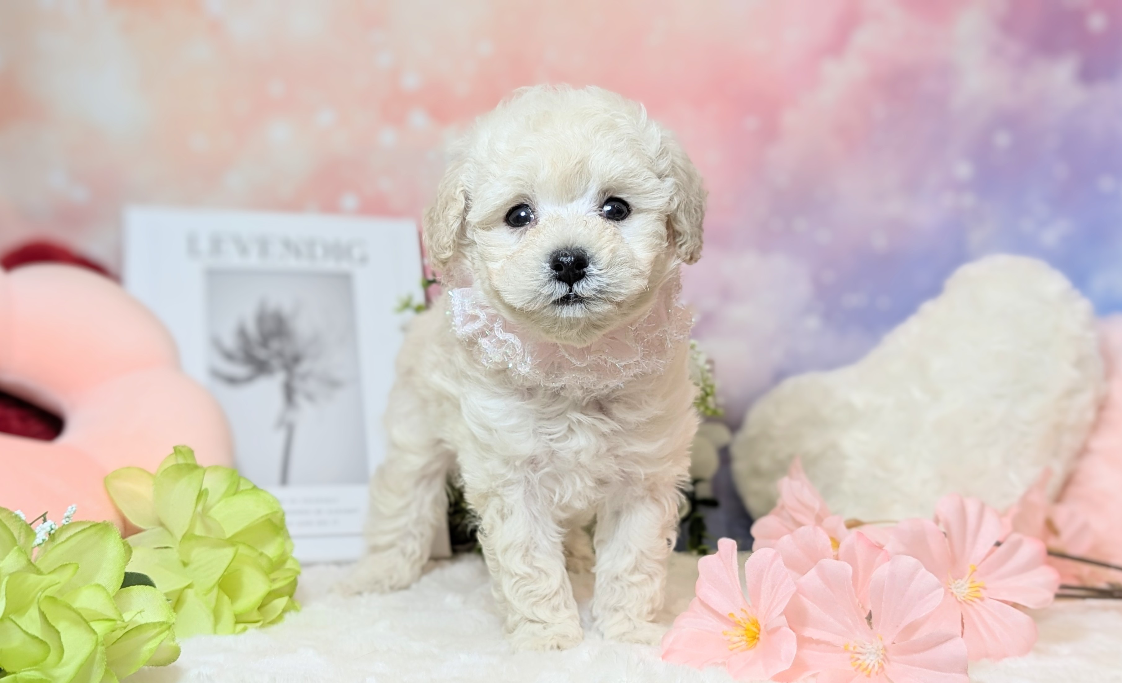 兵庫県のトイプードル(トイ) (ペッツワン神戸西神南店/2025年11月13日生まれ/女の子/ホワイト)の子犬の2枚目の画像