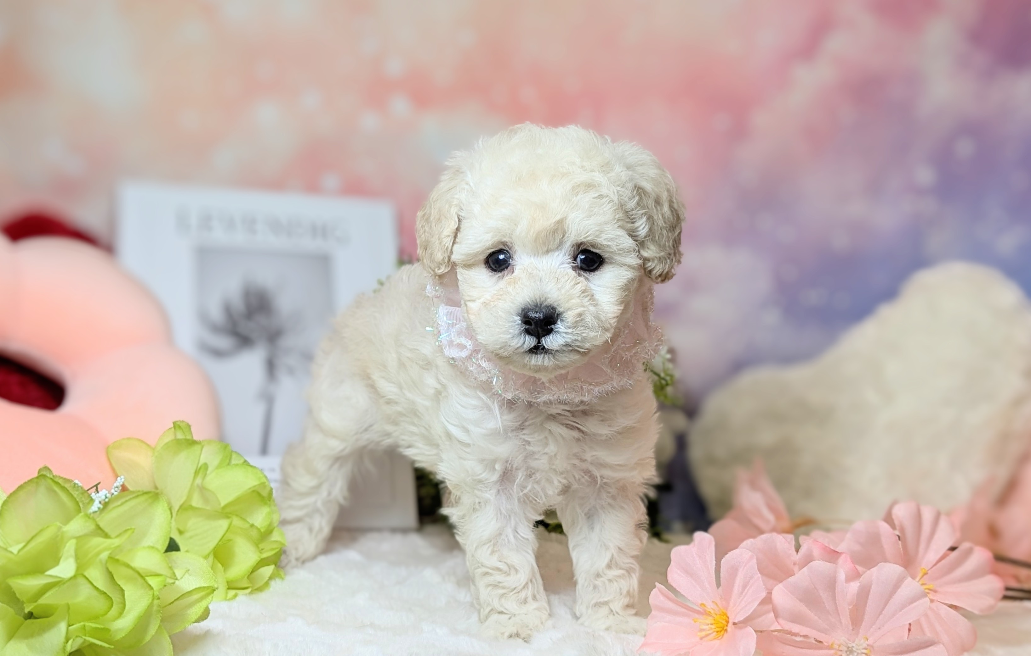 兵庫県のトイプードル(トイ) (ペッツワン神戸西神南店/2025年11月13日生まれ/女の子/ホワイト)の子犬の3枚目の画像