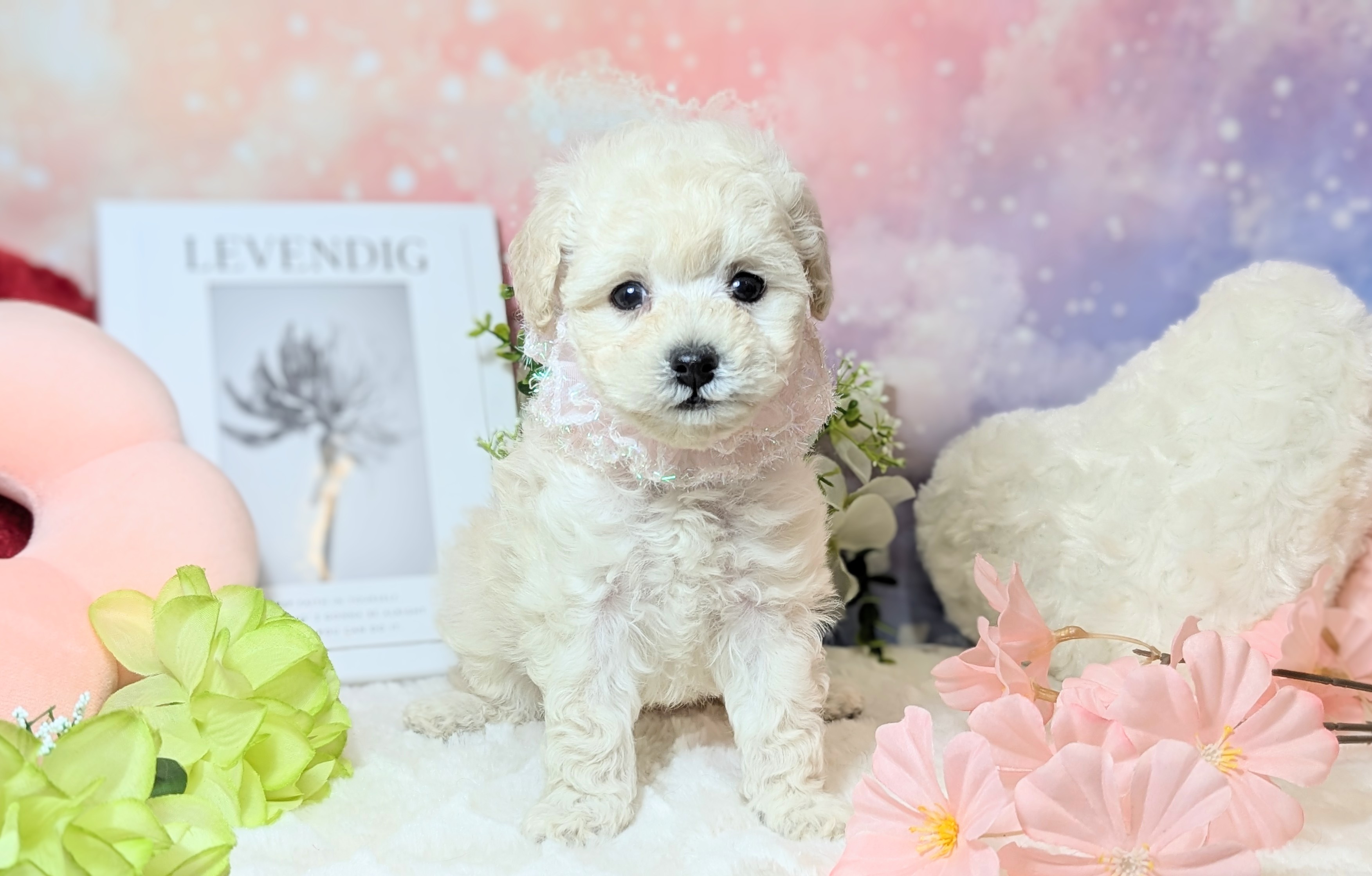 兵庫県のトイプードル(トイ) (ペッツワン神戸西神南店/2025年11月13日生まれ/女の子/ホワイト)の子犬