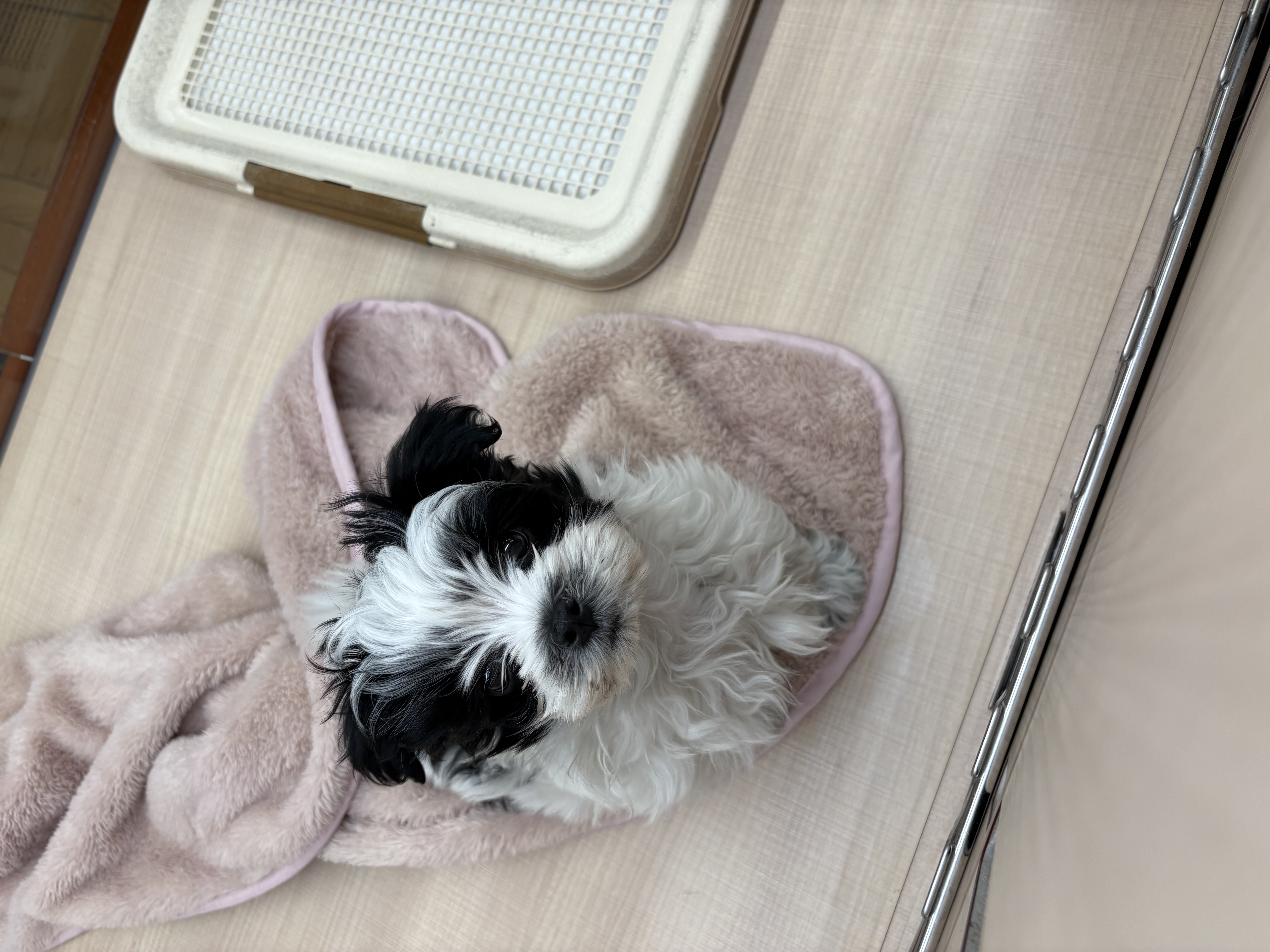 千葉県のハーフ犬・ミックス犬 (ペッツワン佐倉店/2025年11月3日生まれ/男の子/ホワイトブラック)の子犬