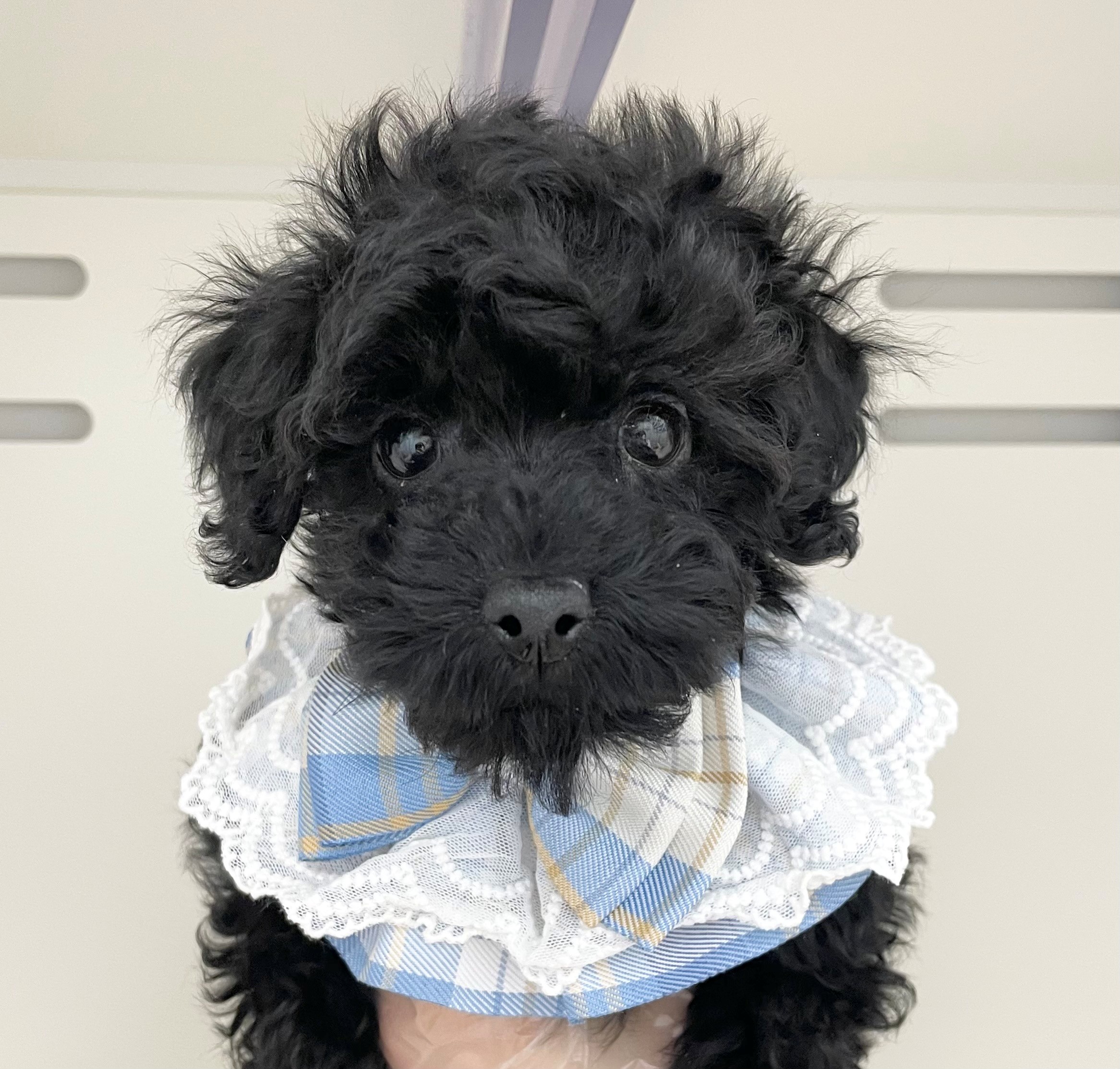 岐阜県のトイプードル(トイ) (ペッツワン可児店/2025年10月23日生まれ/男の子/ブラック)の子犬