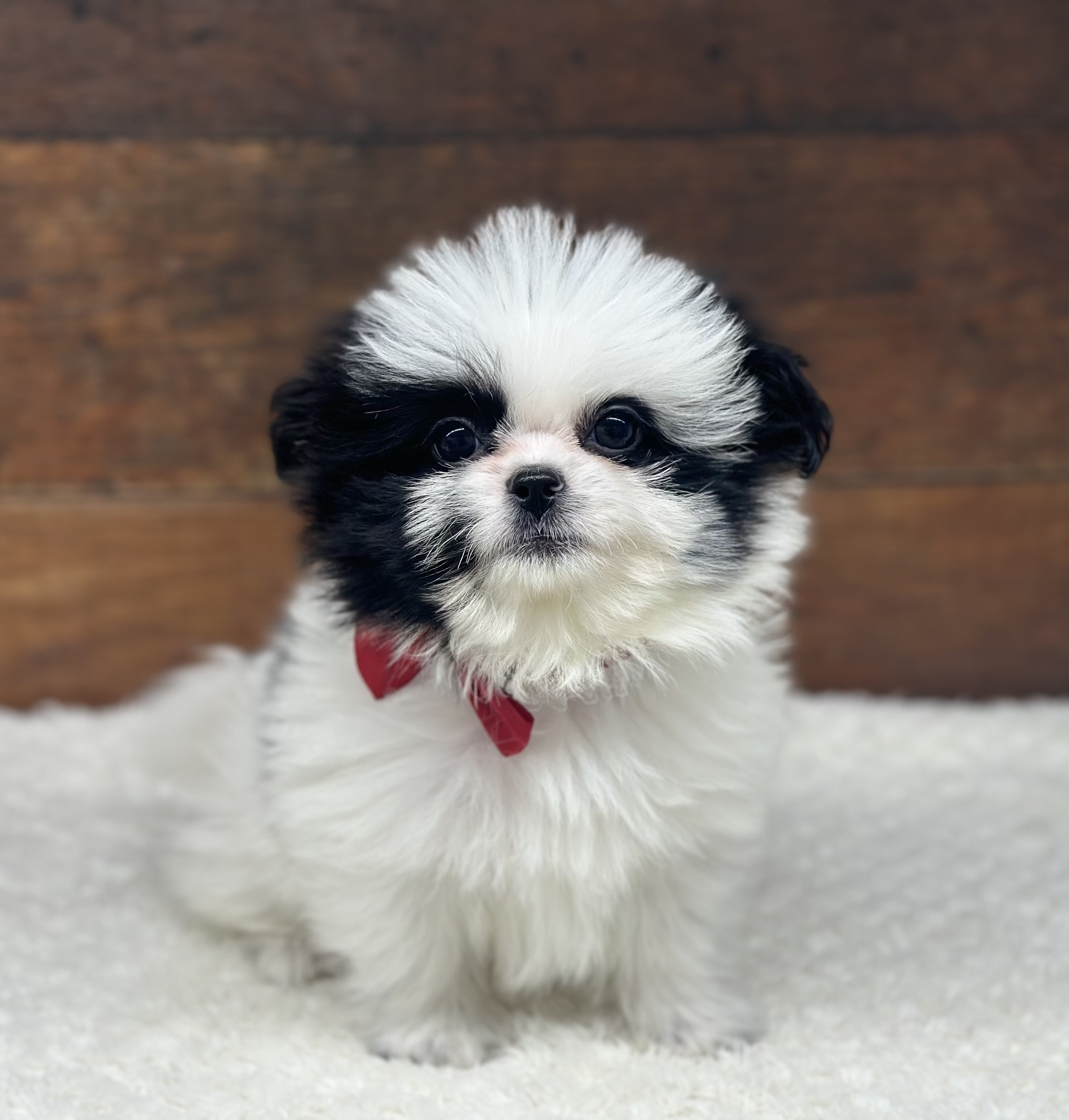 愛知県のハーフ犬・ミックス犬 (ペッツワン名古屋大高インター店/2025年10月18日生まれ/男の子/ホワイトブラック)の子犬の3枚目の画像