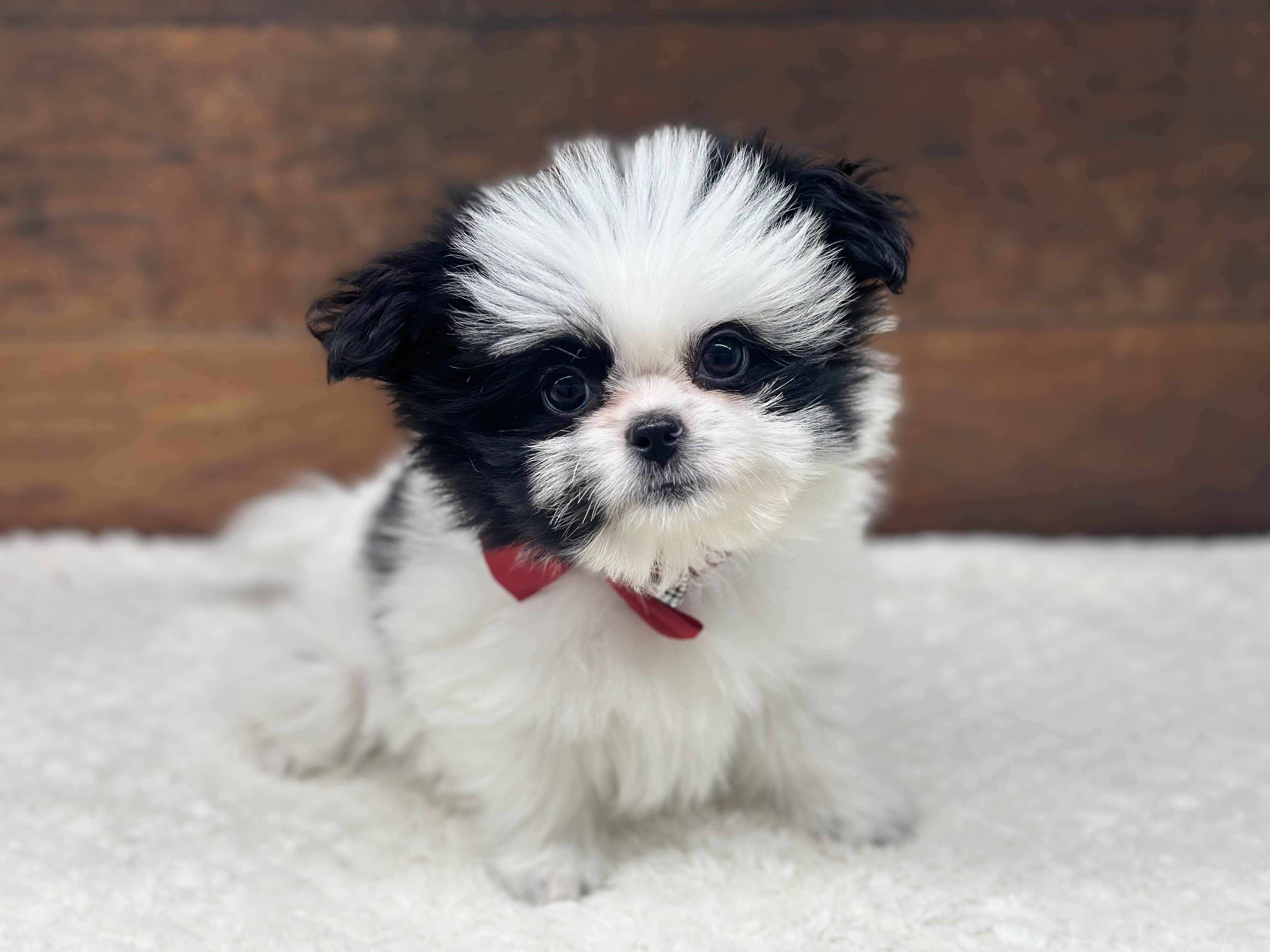 愛知県のハーフ犬・ミックス犬 (ペッツワン名古屋大高インター店/2025年10月18日生まれ/男の子/ホワイトブラック)の子犬の2枚目の画像