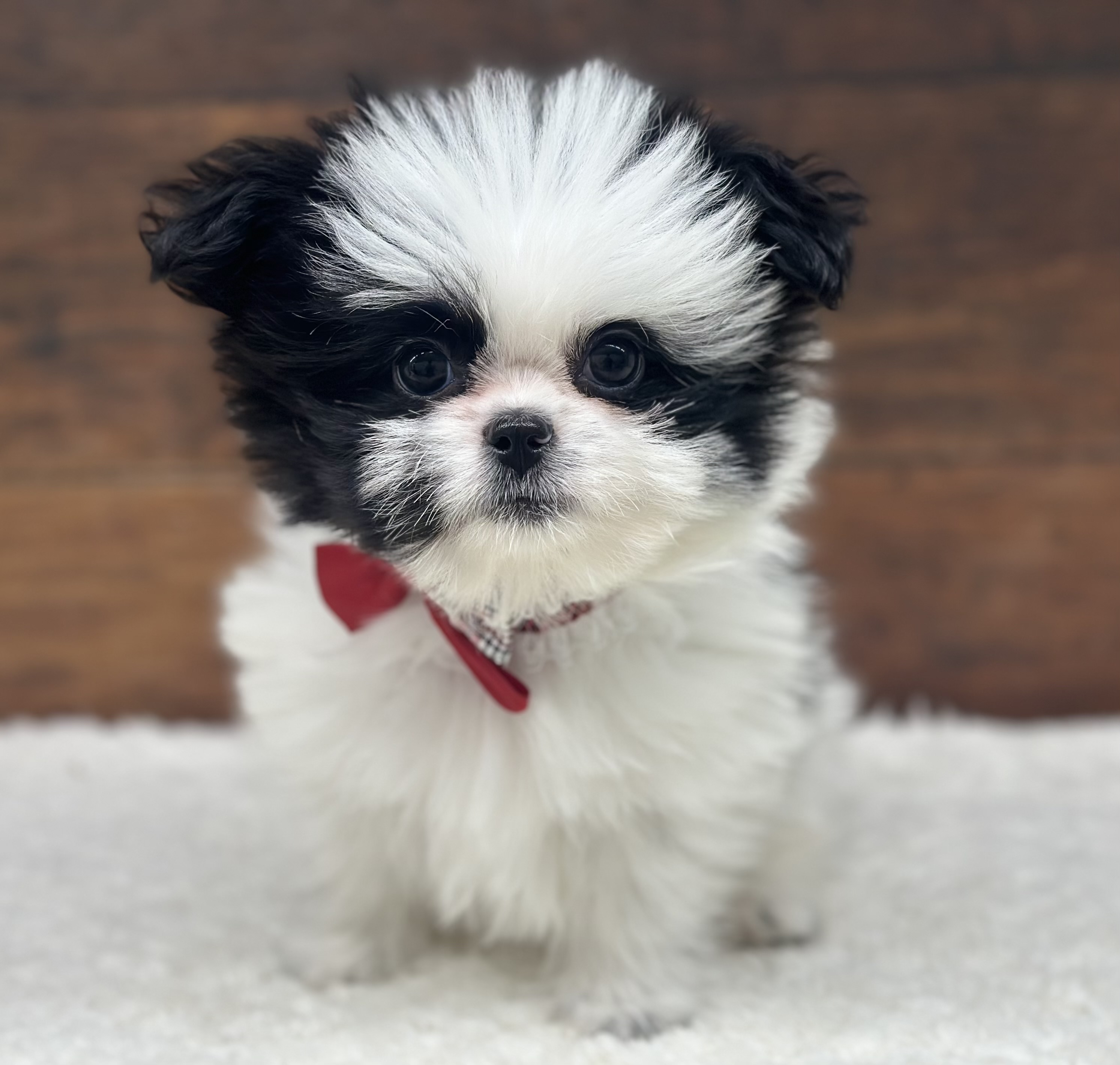 愛知県のハーフ犬・ミックス犬 (ペッツワン名古屋大高インター店/2025年10月18日生まれ/男の子/ホワイトブラック)の子犬の1枚目の画像