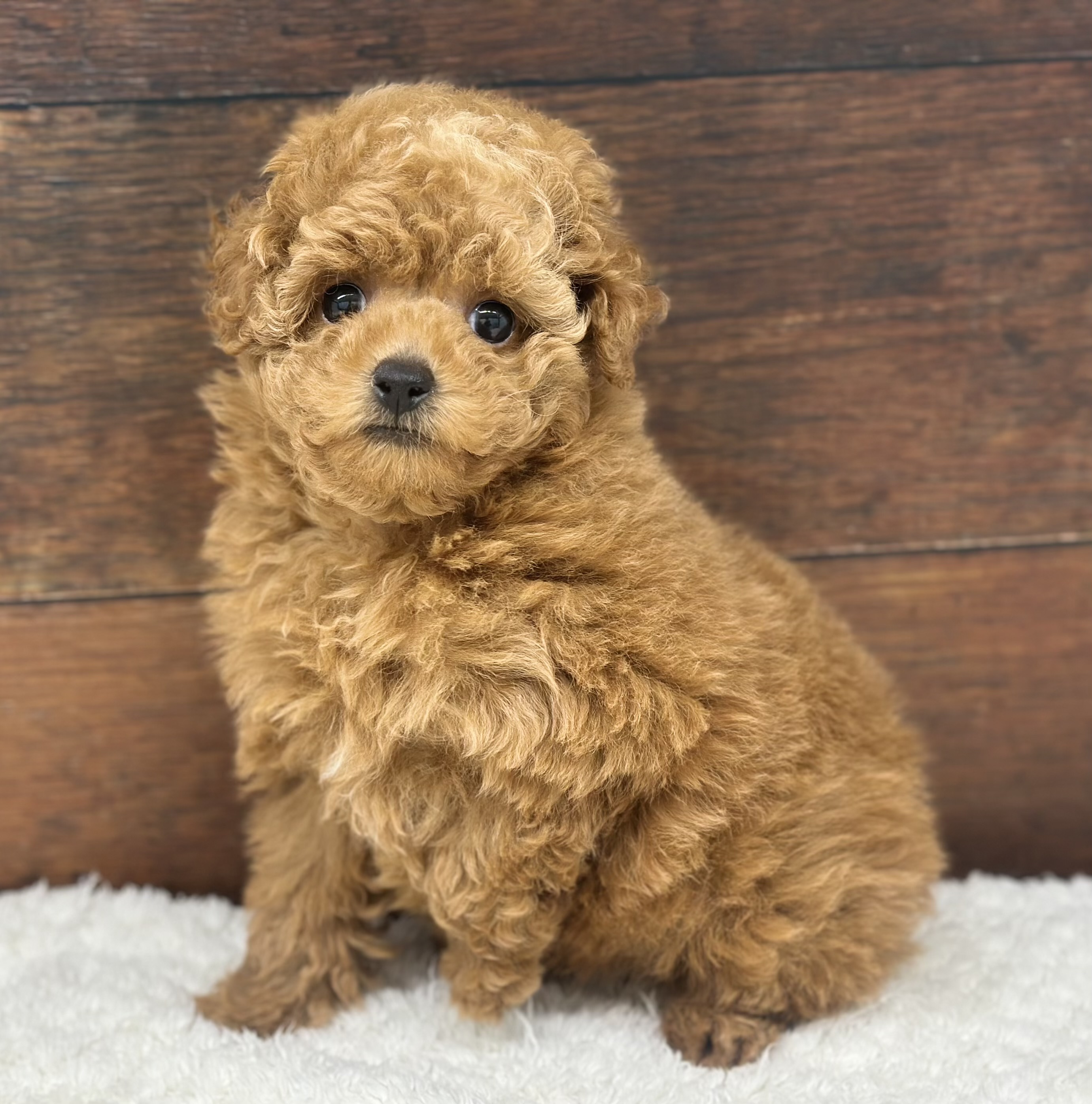 愛知県のトイプードル(トイ) (ペッツワン名古屋大高インター店/2025年11月12日生まれ/女の子/レッド)の子犬の1枚目の画像