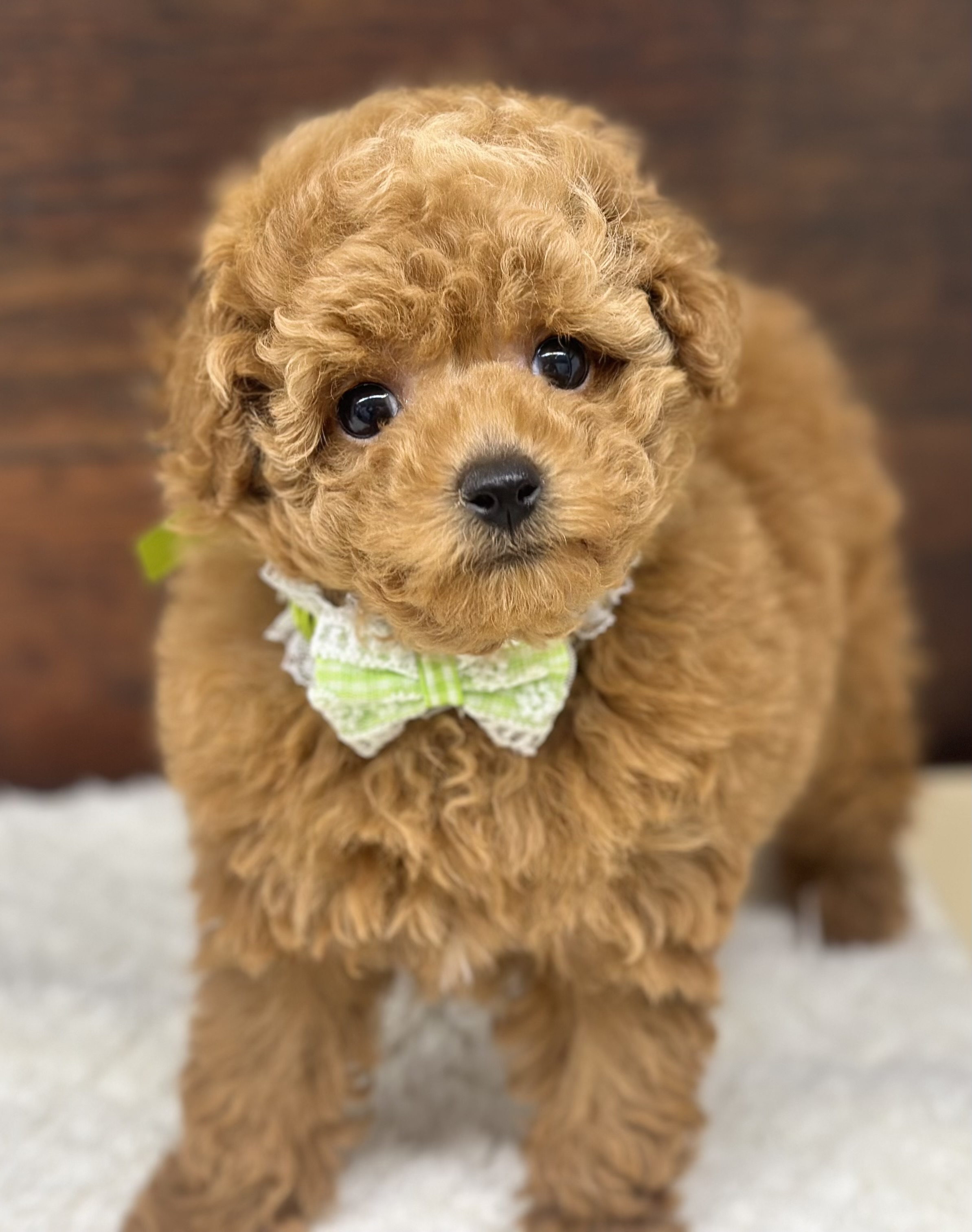 愛知県のトイプードル(トイ) (ペッツワン名古屋大高インター店/2025年11月12日生まれ/女の子/レッド)の子犬の3枚目の画像