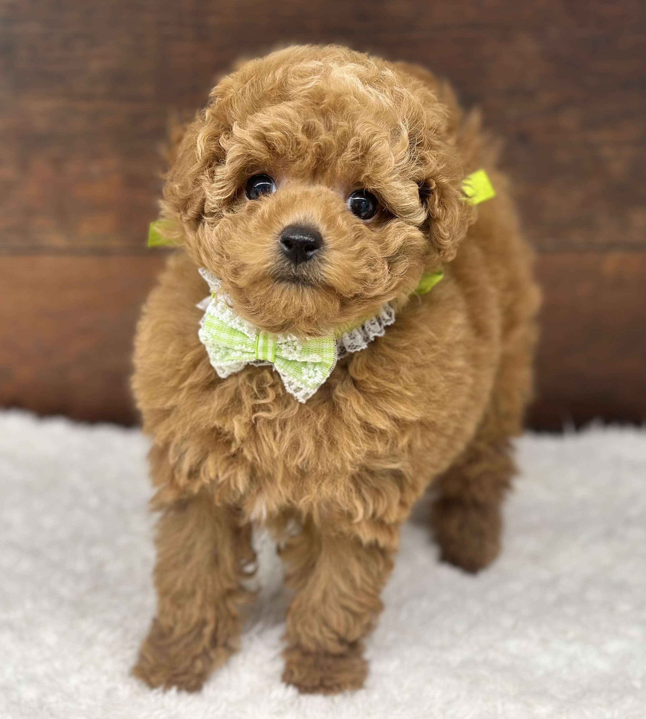 愛知県のトイプードル(トイ) (ペッツワン名古屋大高インター店/2025年11月12日生まれ/女の子/レッド)の子犬の2枚目の画像