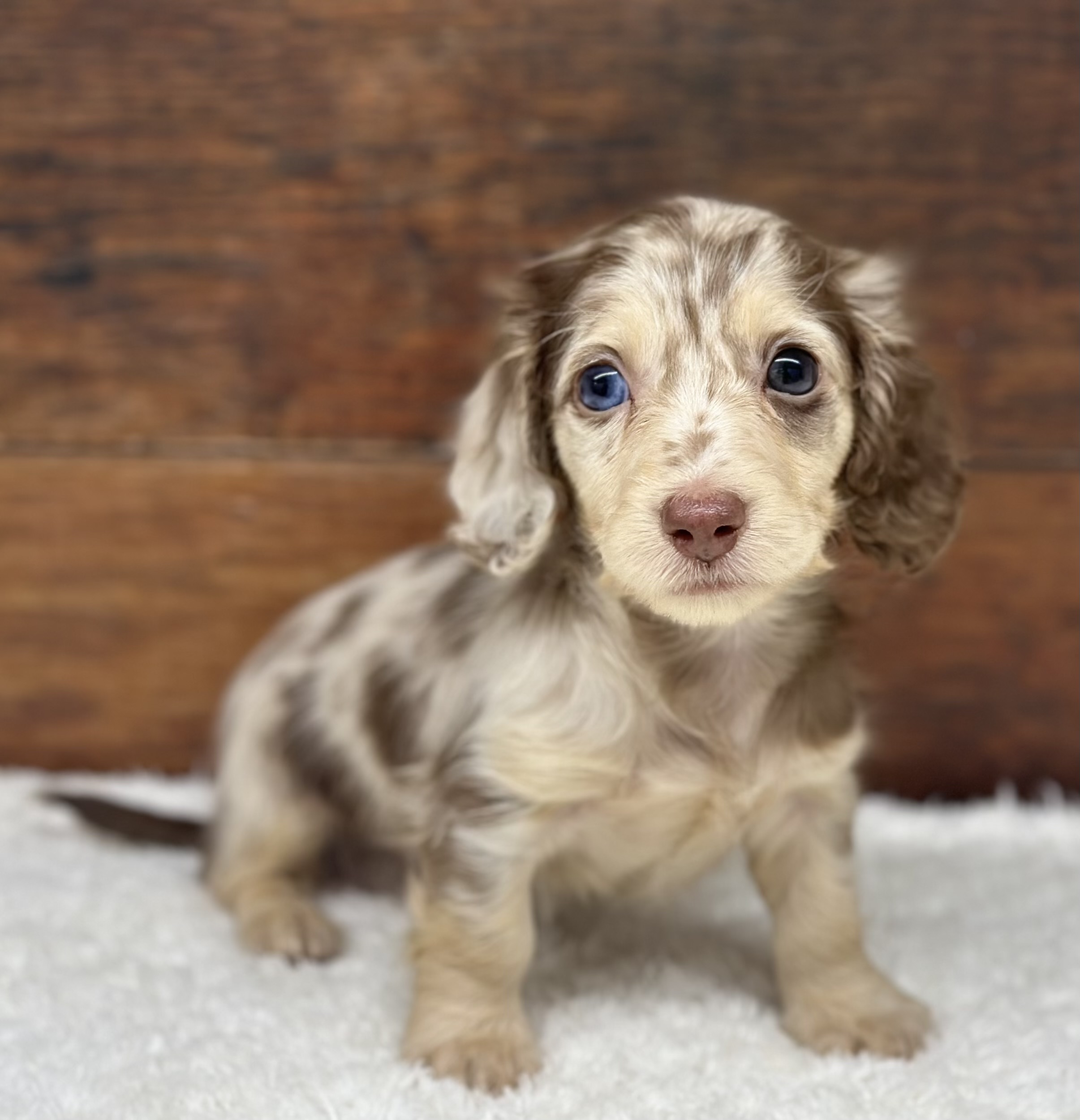 愛知県のミニチュアダックスフンド(ロング) (ペッツワン名古屋大高インター店/2025年11月10日生まれ/男の子/ブラウンダップル)の子犬の3枚目の画像