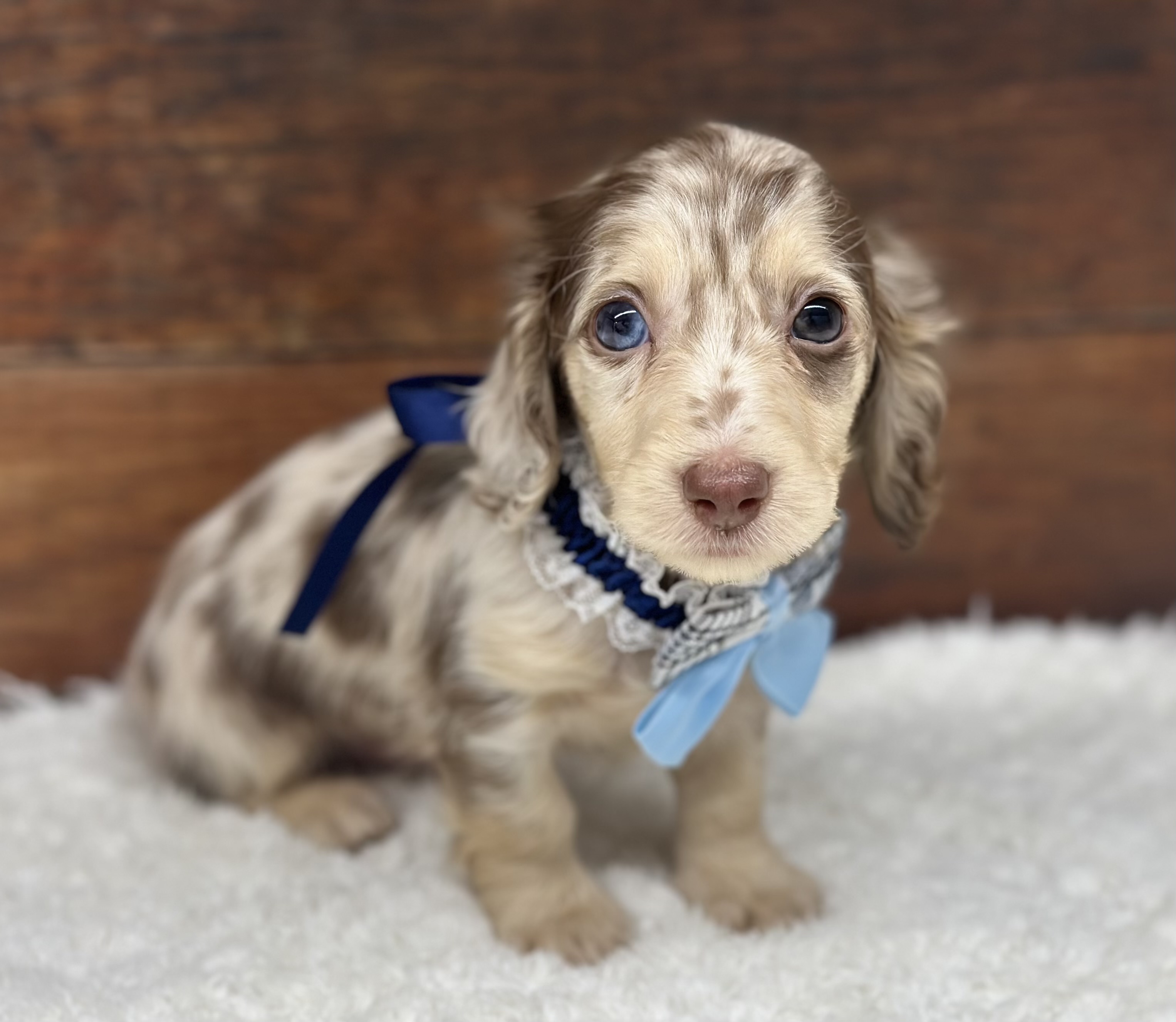 愛知県のミニチュアダックスフンド(ロング) (ペッツワン名古屋大高インター店/2025年11月10日生まれ/男の子/ブラウンダップル)の子犬の1枚目の画像