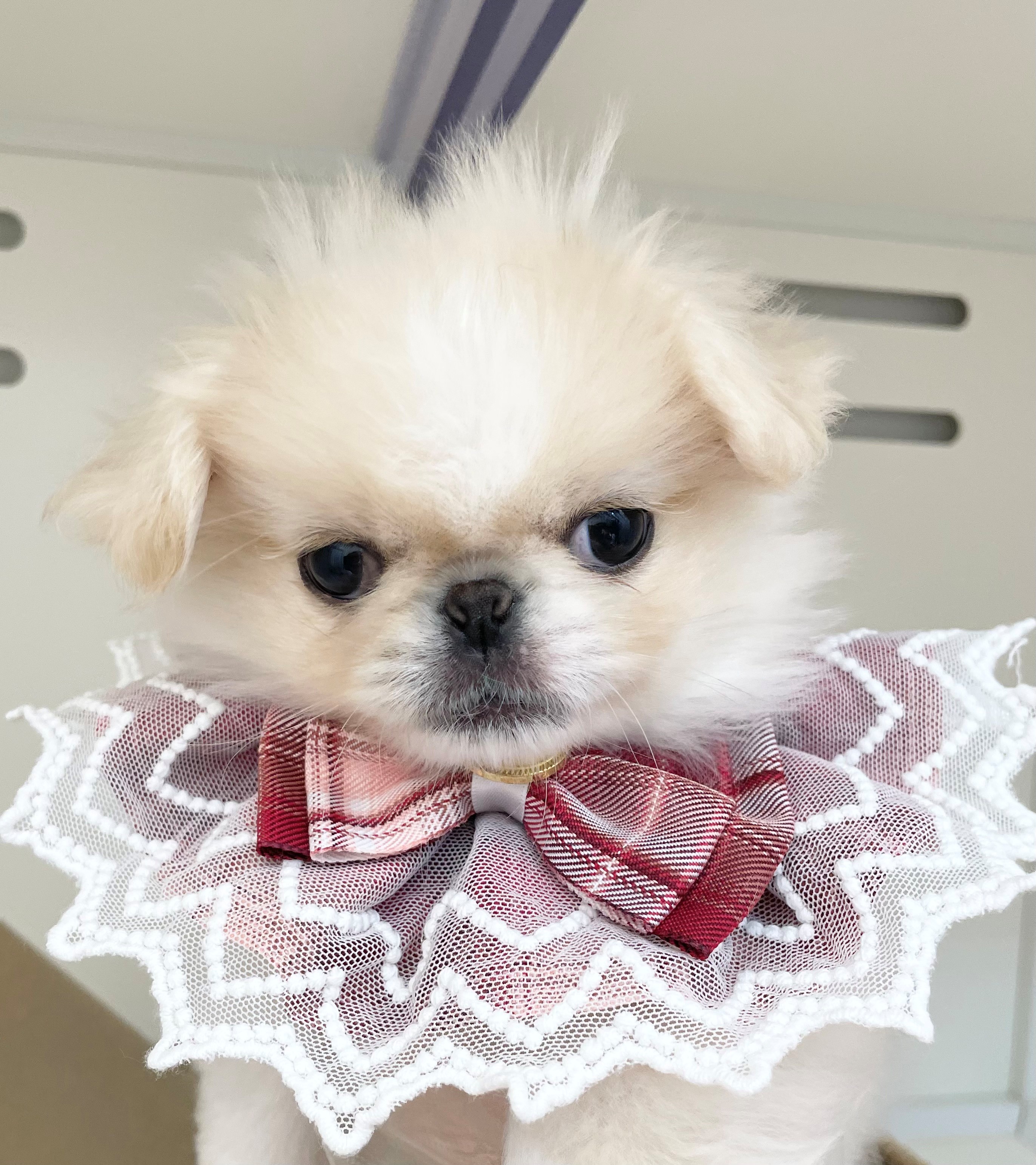 岐阜県のペキニーズ (ペッツワン可児店/2025年11月8日生まれ/女の子/クリームホワイト)の子犬の1枚目の画像