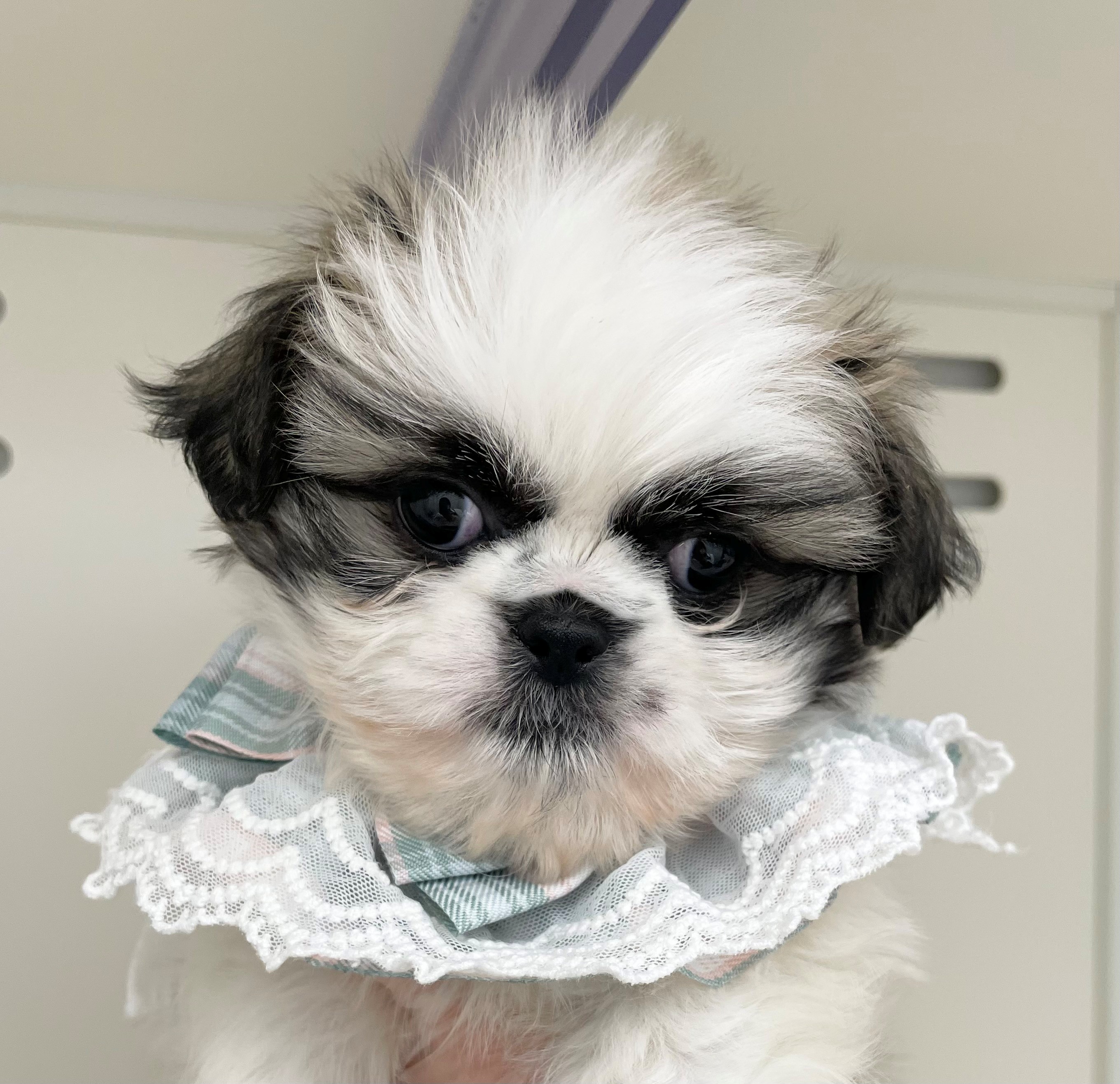 岐阜県のシーズー (ペッツワン可児店/2025年11月13日生まれ/男の子/ホワイトゴールド)の子犬