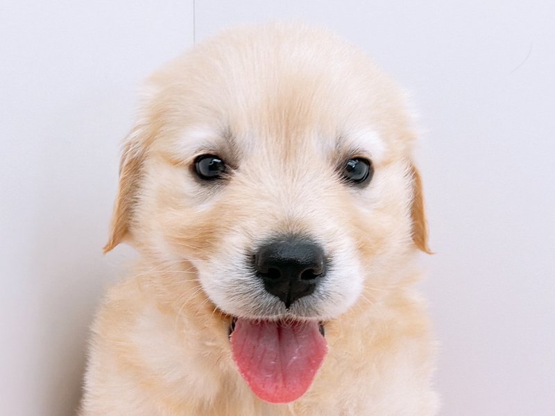 愛知県のゴールデンレトリバー (ペッツワン小牧店/2025年11月15日生まれ/女の子/ゴールデン)の子犬