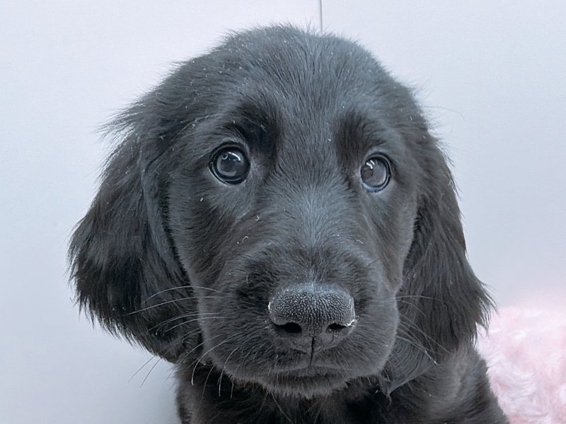 愛知県のフラットコーテッドレトリーバー (ペッツワン小牧店/2025年11月15日生まれ/女の子/ブラック)の子犬