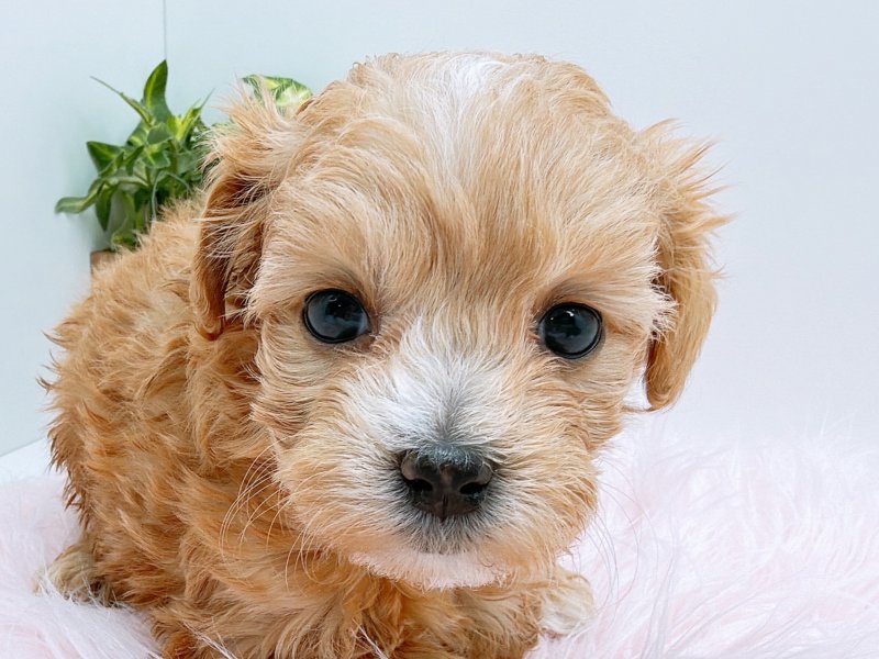 愛知県のハーフ犬・ミックス犬 (ペッツワン小牧店/2025年11月15日生まれ/女の子/アプリコット)の子犬