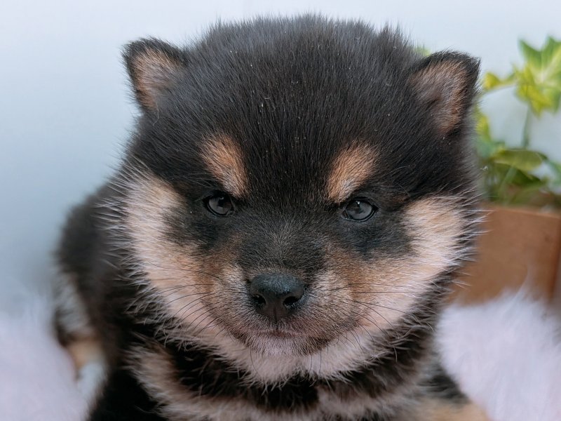 愛知県の豆柴 (ペッツワン小牧店/2025年11月15日生まれ/女の子/黒)の子犬