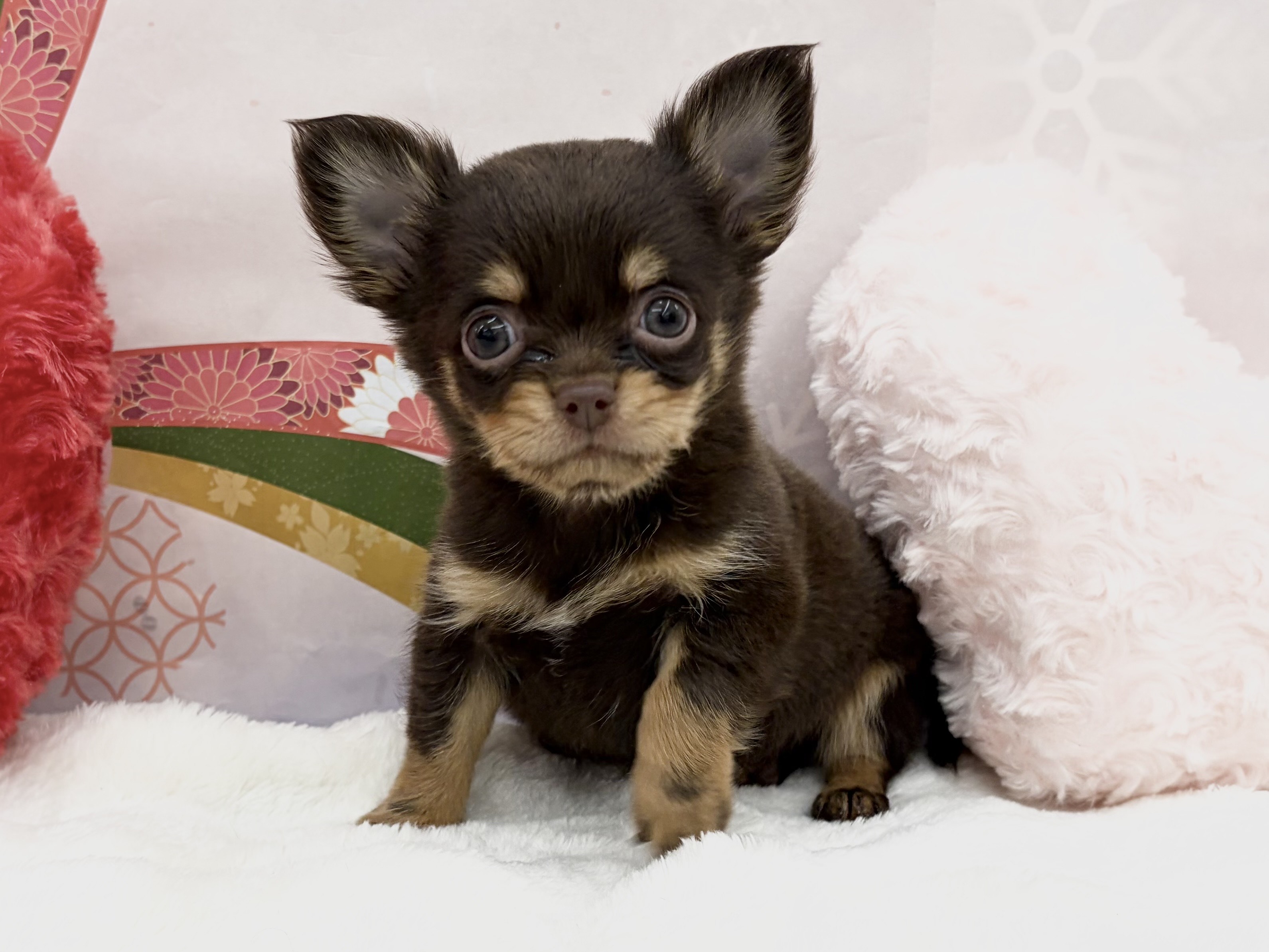 兵庫県のチワワ(ロング) (ペッツワン神戸深江浜店/2025年11月8日生まれ/男の子/チョコレートタン)の子犬の1枚目の画像