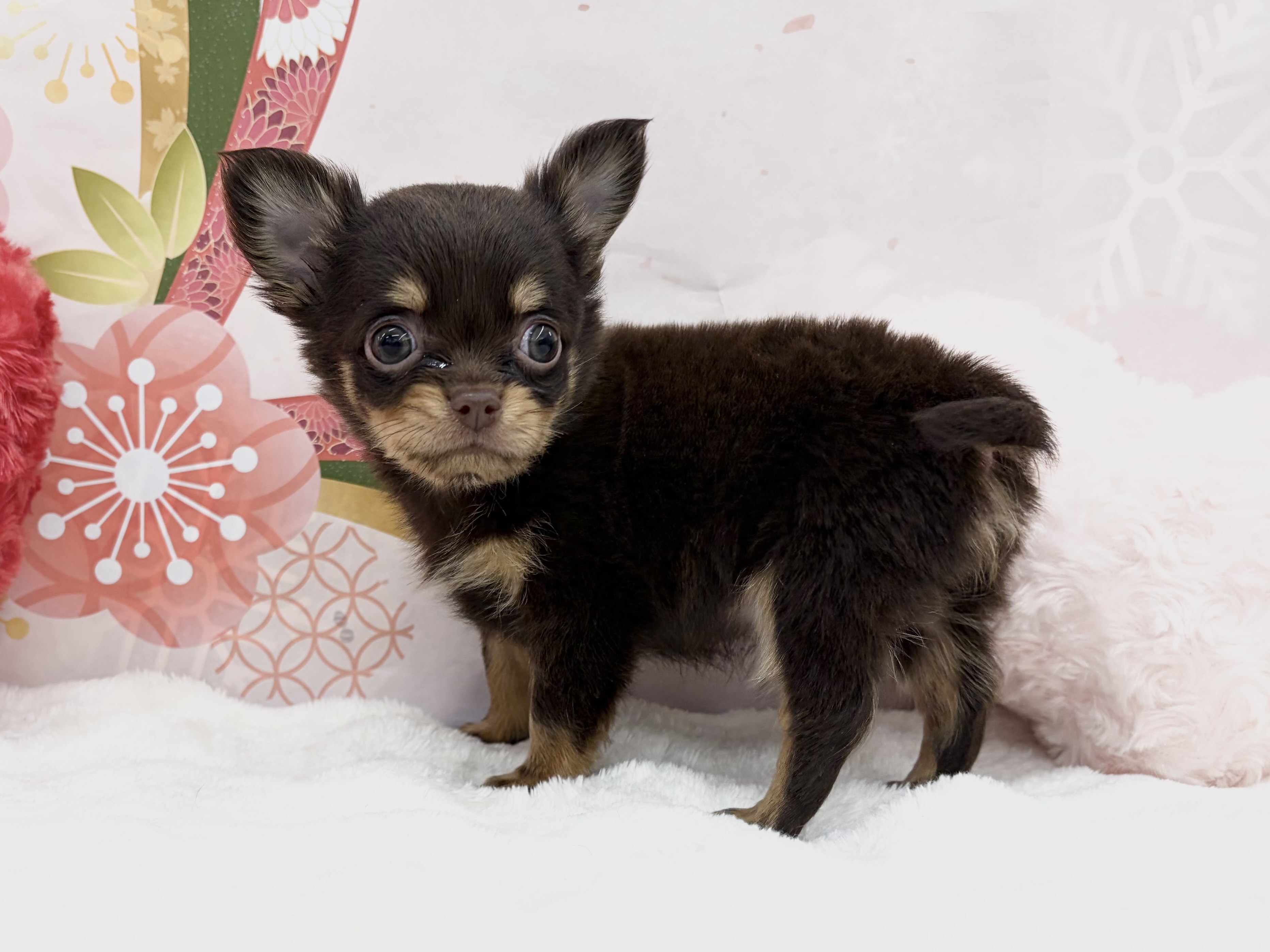 兵庫県のチワワ(ロング) (ペッツワン神戸深江浜店/2025年11月8日生まれ/男の子/チョコレートタン)の子犬の2枚目の画像