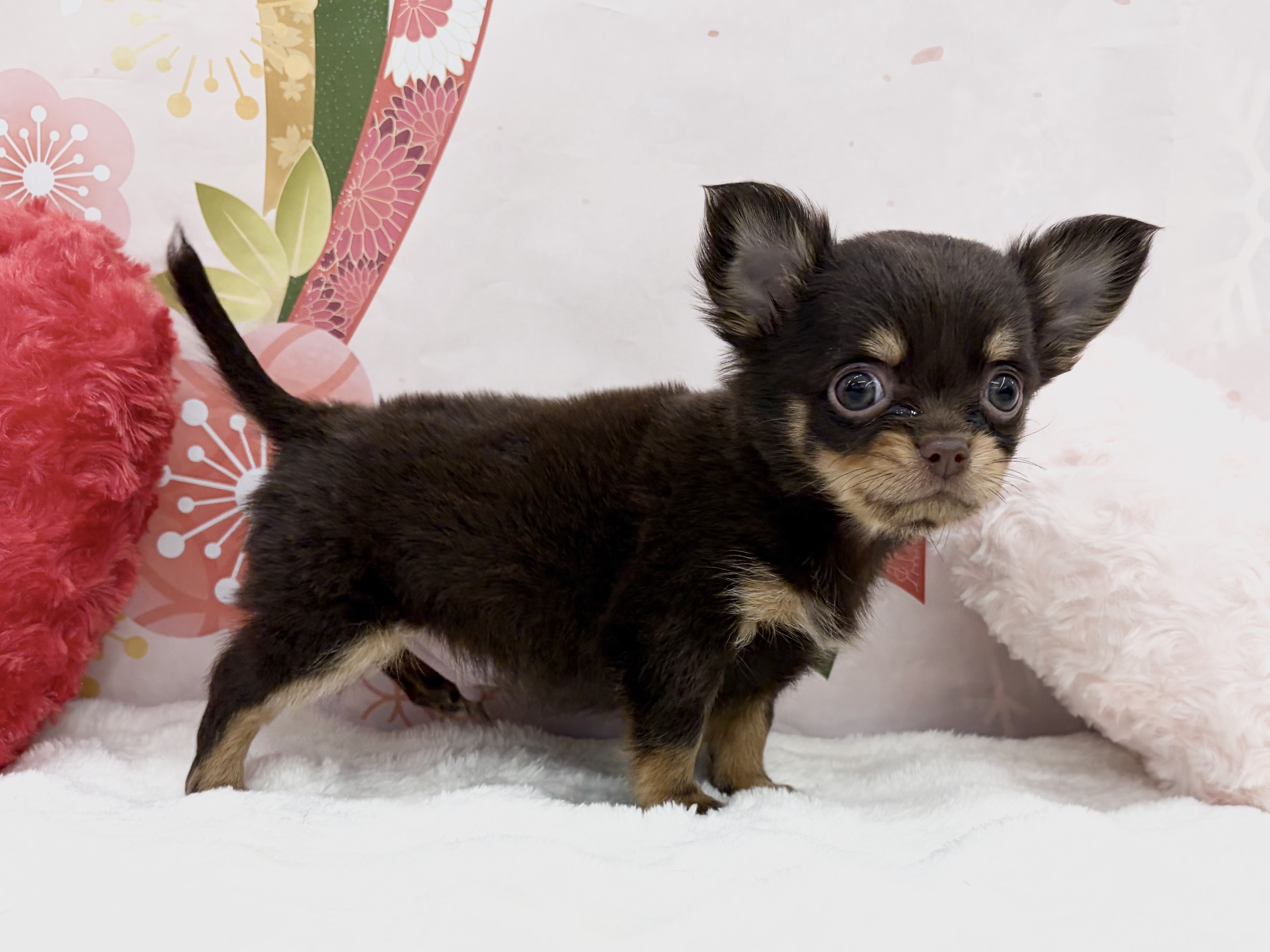 兵庫県のチワワ(ロング) (ペッツワン神戸深江浜店/2025年11月8日生まれ/男の子/チョコレートタン)の子犬の3枚目の画像