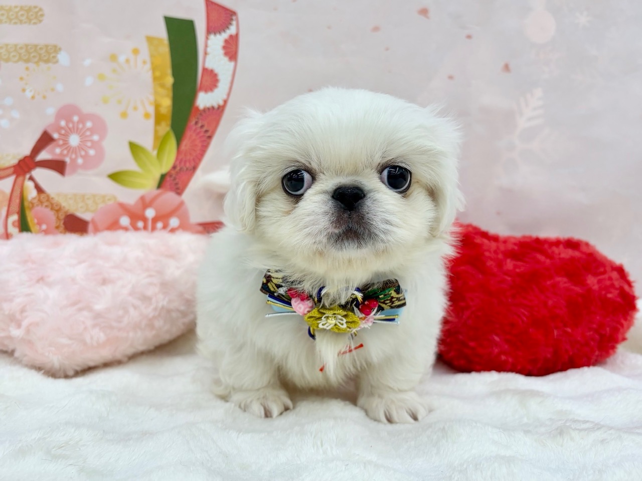 兵庫県のペキニーズ (ペッツワン神戸深江浜店/2025年11月8日生まれ/男の子/ホワイト)の子犬の1枚目の画像