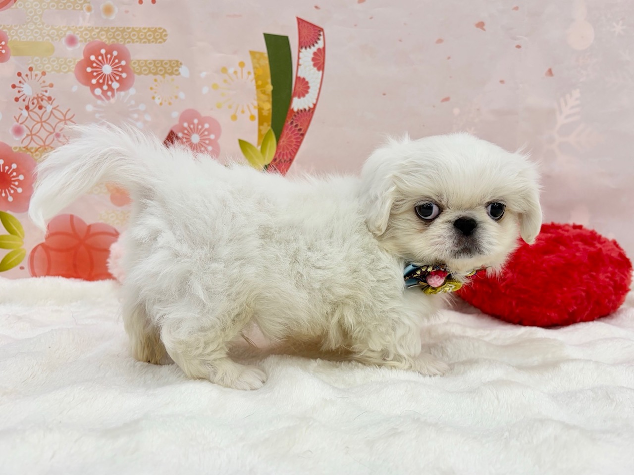 兵庫県のペキニーズ (ペッツワン神戸深江浜店/2025年11月8日生まれ/男の子/ホワイト)の子犬の3枚目の画像