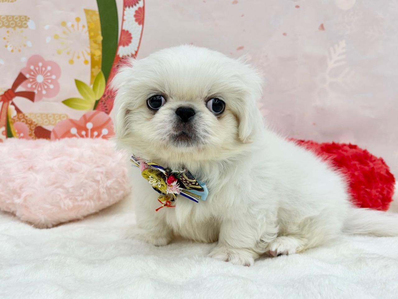 兵庫県のペキニーズ (ペッツワン神戸深江浜店/2025年11月8日生まれ/男の子/ホワイト)の子犬の2枚目の画像