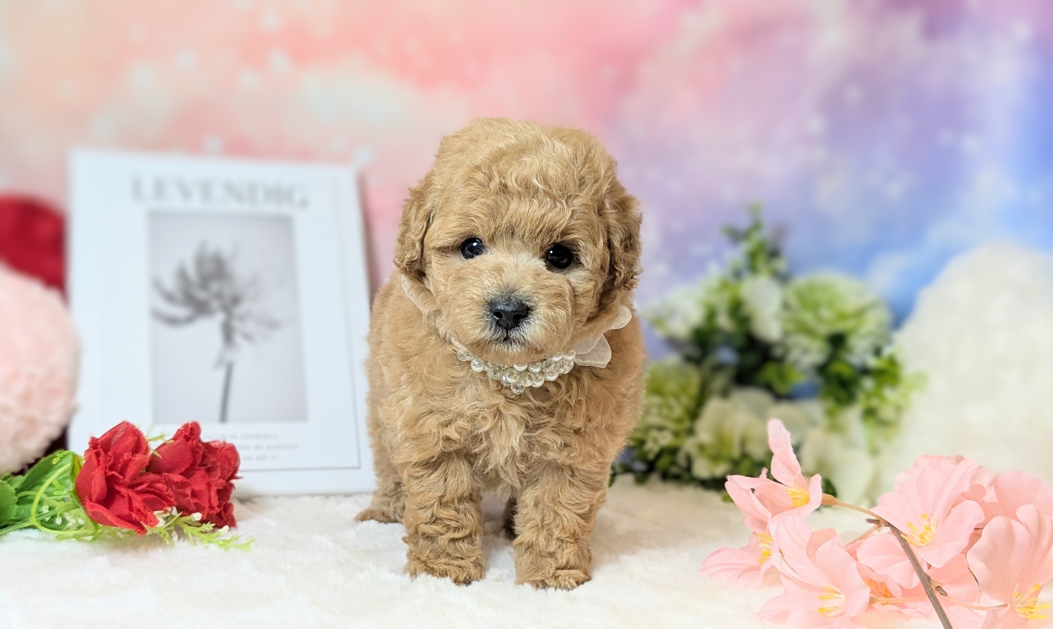 兵庫県のトイプードル(トイ) (ペッツワン神戸西神南店/2025年11月15日生まれ/男の子/オレンジフォーン)の子犬