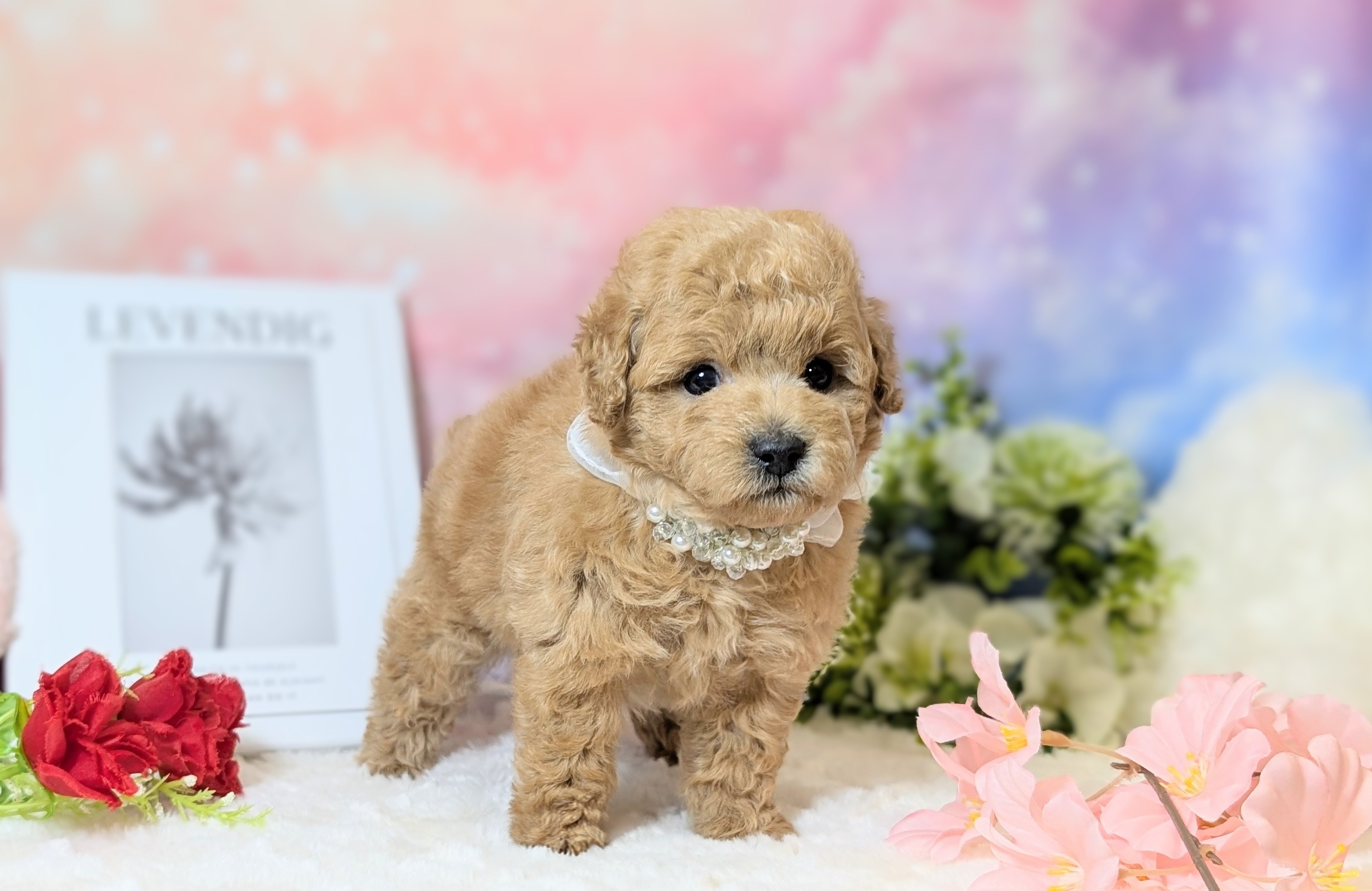 兵庫県のトイプードル(トイ) (ペッツワン神戸西神南店/2025年11月15日生まれ/男の子/オレンジフォーン)の子犬の2枚目の画像