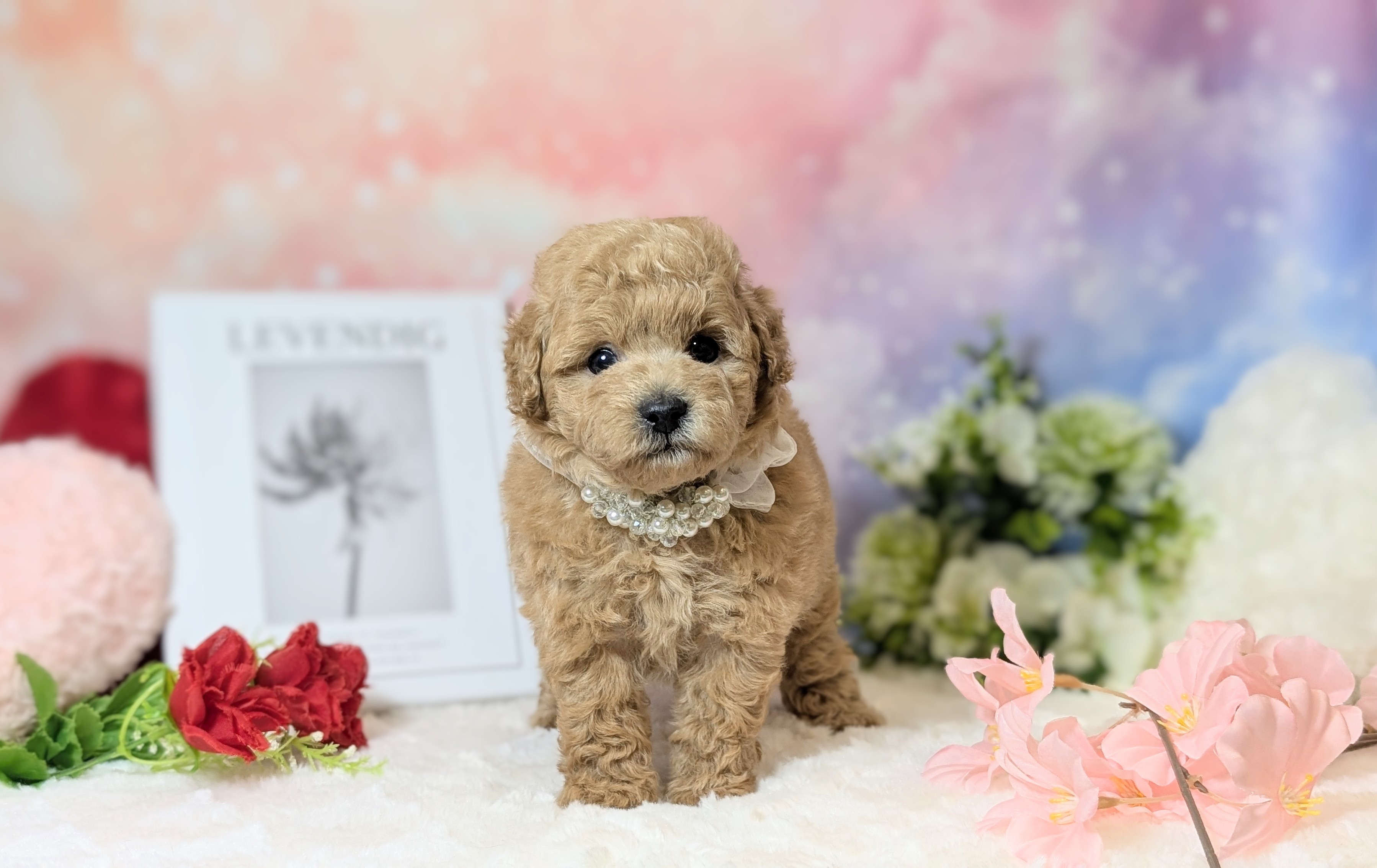 兵庫県のトイプードル(トイ) (ペッツワン神戸西神南店/2025年11月15日生まれ/男の子/オレンジフォーン)の子犬の3枚目の画像