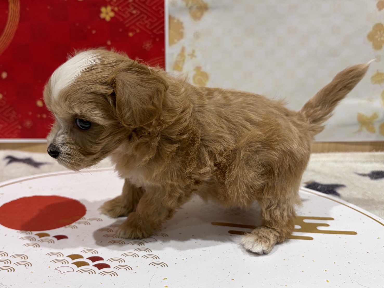 福島県のハーフ犬・ミックス犬 (ペッツワン会津若松店/2025年11月15日生まれ/男の子/アプリコット)の子犬の3枚目の画像