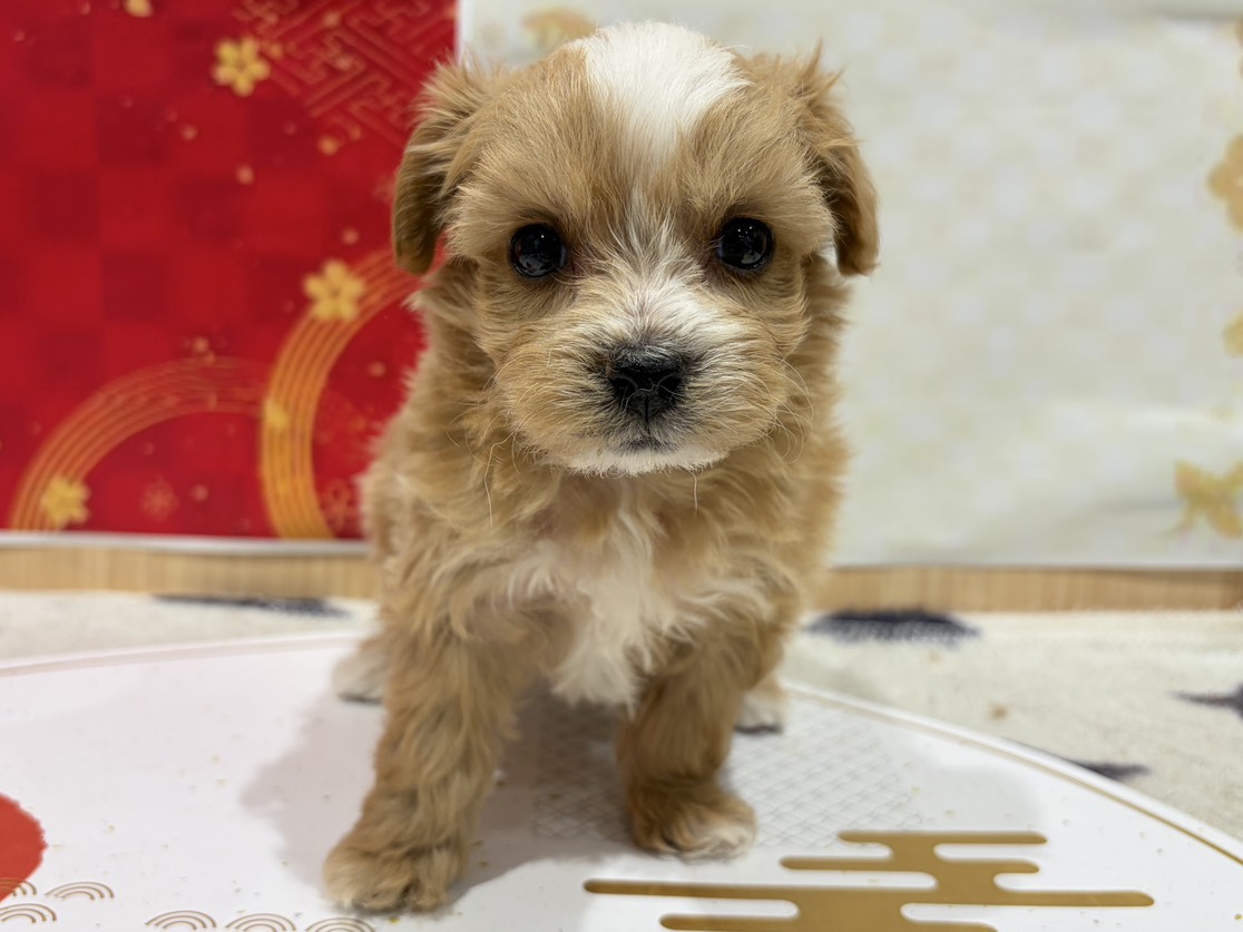 福島県のハーフ犬・ミックス犬 (ペッツワン会津若松店/2025年11月15日生まれ/男の子/アプリコット)の子犬