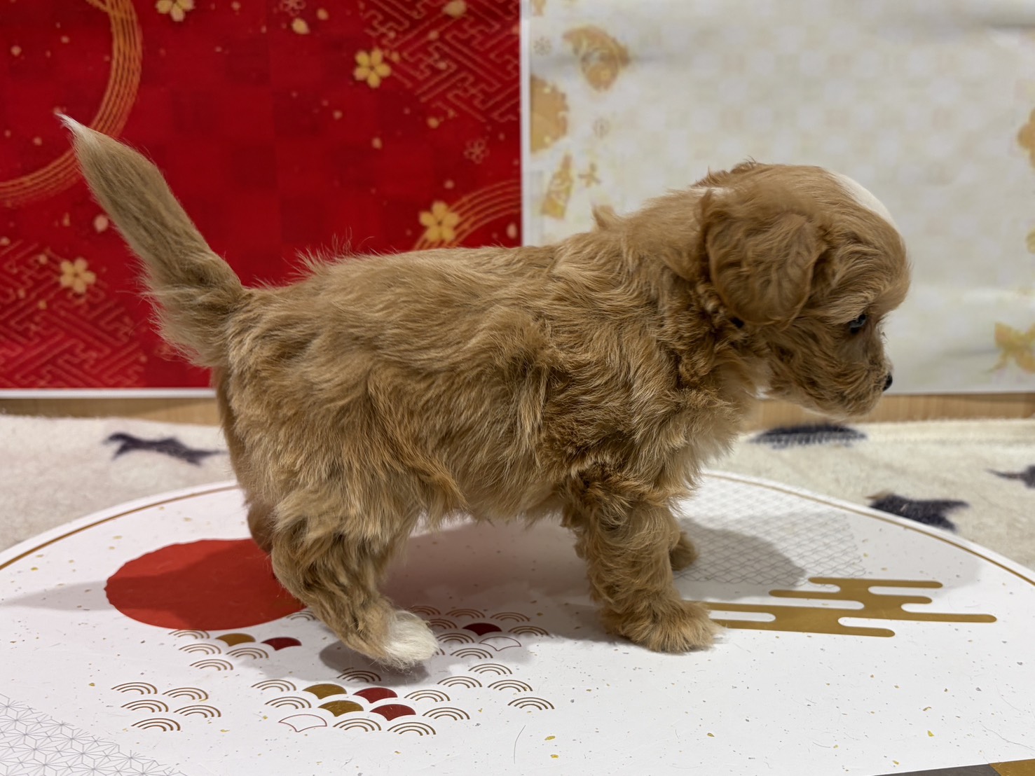 福島県のハーフ犬・ミックス犬 (ペッツワン会津若松店/2025年11月15日生まれ/男の子/アプリコット)の子犬の2枚目の画像