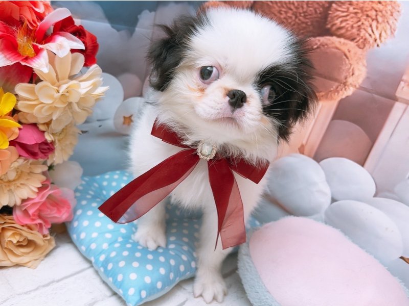 愛知県の狆 (ペッツワン豊田四郷店/2025年5月5日生まれ/男の子/白黒)の子犬の2枚目の画像