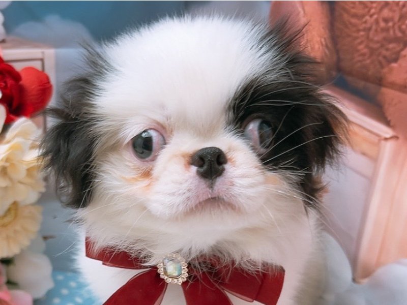 愛知県の狆 (ペッツワン豊田四郷店/2025年5月5日生まれ/男の子/白黒)の子犬の1枚目の画像