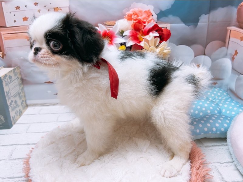 愛知県の狆 (ペッツワン豊田四郷店/2025年5月5日生まれ/男の子/白黒)の子犬の3枚目の画像