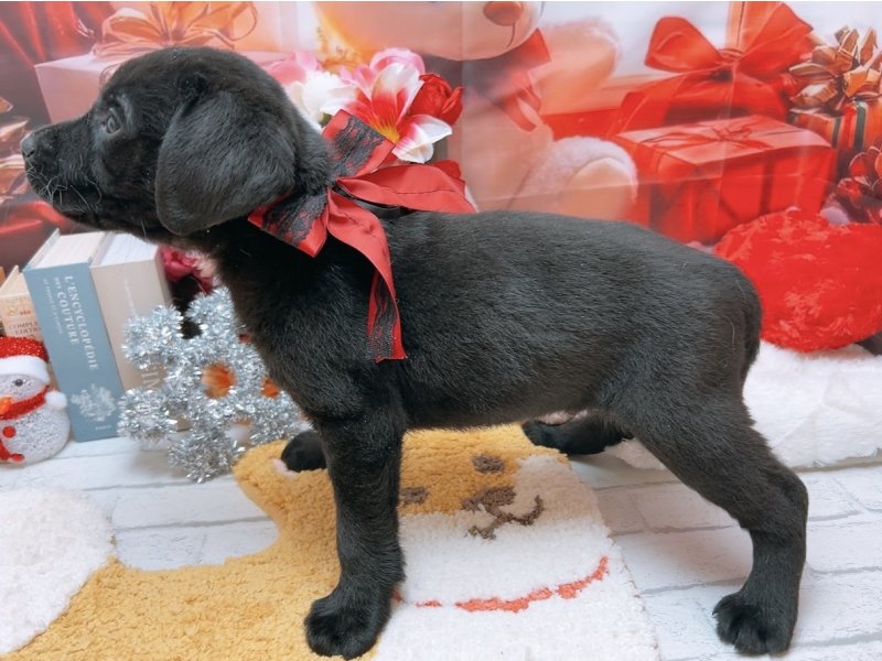 愛知県のラブラドールレトリーバー (ペッツワン豊田四郷店/2025年10月9日生まれ/男の子/ブラック)の子犬の3枚目の画像