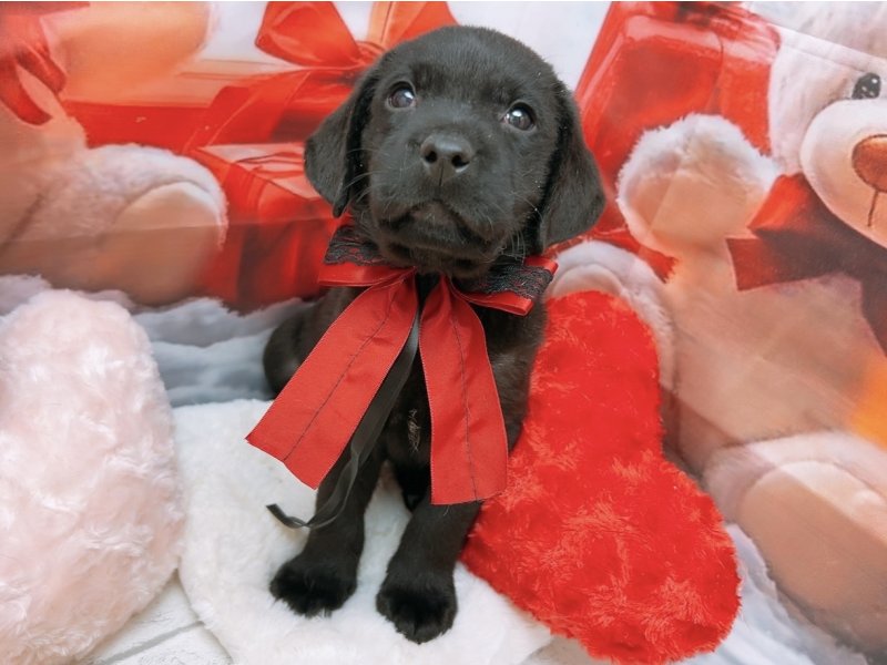 愛知県のラブラドールレトリーバー (ペッツワン豊田四郷店/2025年10月9日生まれ/男の子/ブラック)の子犬の2枚目の画像
