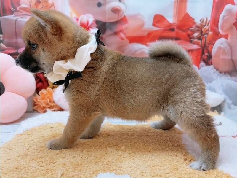 愛知県の柴犬(標準サイズ) (ペッツワン豊田四郷店/2025年10月18日生まれ/女の子/赤)の子犬の3枚目の画像