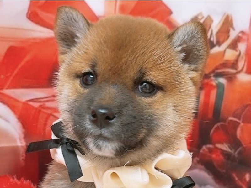 愛知県の柴犬(標準サイズ) (ペッツワン豊田四郷店/2025年10月18日生まれ/女の子/赤)の子犬の1枚目の画像