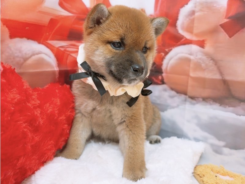 愛知県の柴犬(標準サイズ) (ペッツワン豊田四郷店/2025年10月18日生まれ/女の子/赤)の子犬の2枚目の画像