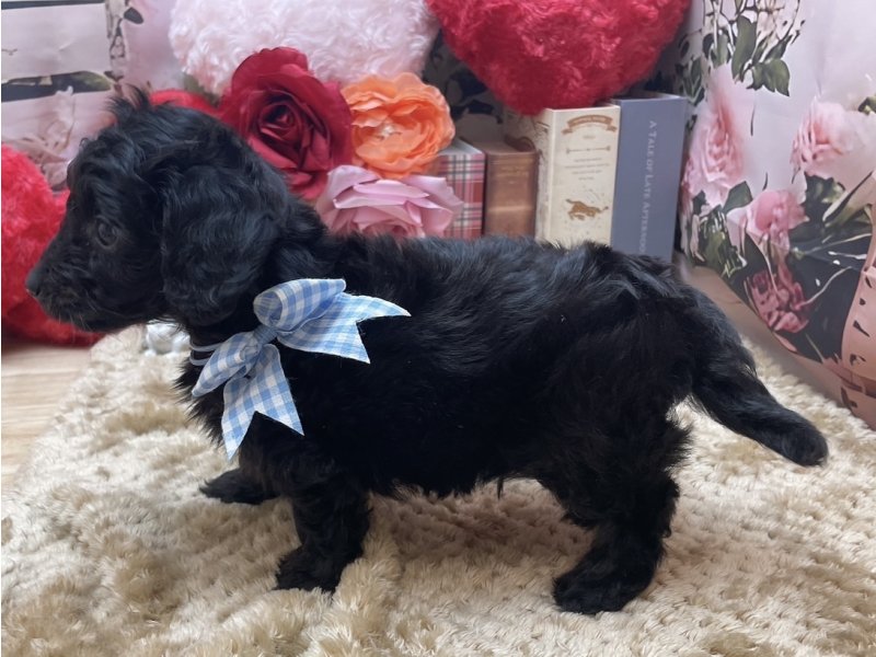 愛知県のハーフ犬・ミックス犬 (ペッツワン豊田四郷店/2025年10月24日生まれ/男の子/ブラック)の子犬の3枚目の画像