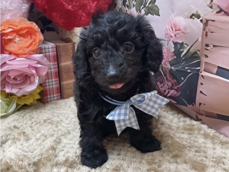 愛知県のハーフ犬・ミックス犬 (ペッツワン豊田四郷店/2025年10月24日生まれ/男の子/ブラック)の子犬の2枚目の画像