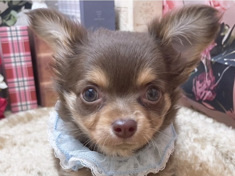 愛知県のチワワ(ロング) (ペッツワン豊田四郷店/2025年10月18日生まれ/男の子/チョコレートタン)の子犬の1枚目の画像