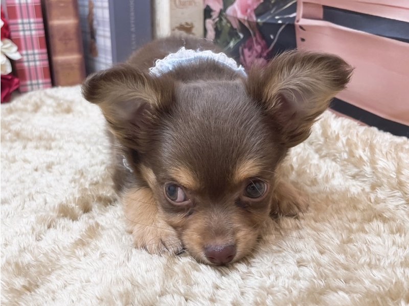 愛知県のチワワ(ロング) (ペッツワン豊田四郷店/2025年10月18日生まれ/男の子/チョコレートタン)の子犬の2枚目の画像