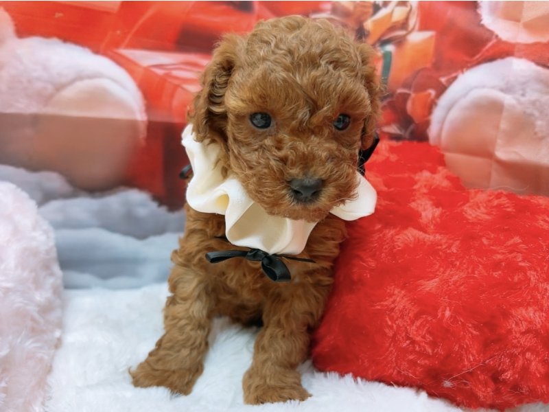 愛知県のトイプードル(トイ) (ペッツワン豊田四郷店/2025年10月11日生まれ/女の子/レッド)の子犬の2枚目の画像