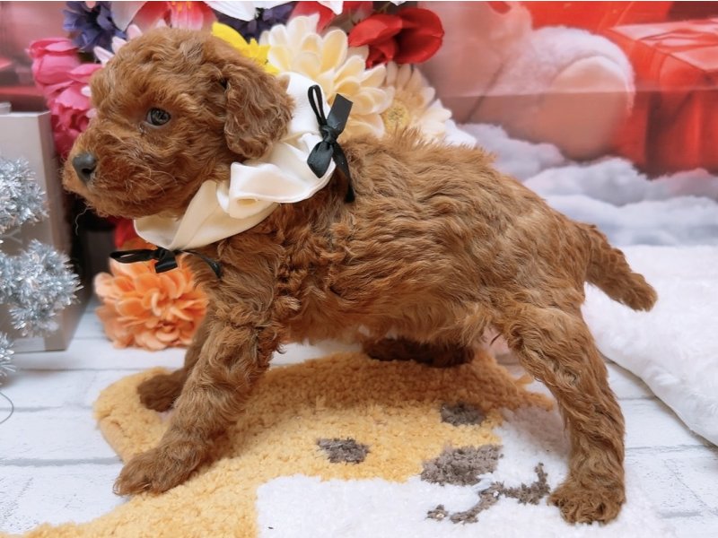 愛知県のトイプードル(トイ) (ペッツワン豊田四郷店/2025年10月11日生まれ/女の子/レッド)の子犬の3枚目の画像