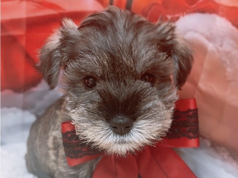 愛知県のミニチュアシュナウザー (ペッツワン豊田四郷店/2025年10月4日生まれ/女の子/ソルトペッパー)の子犬の1枚目の画像